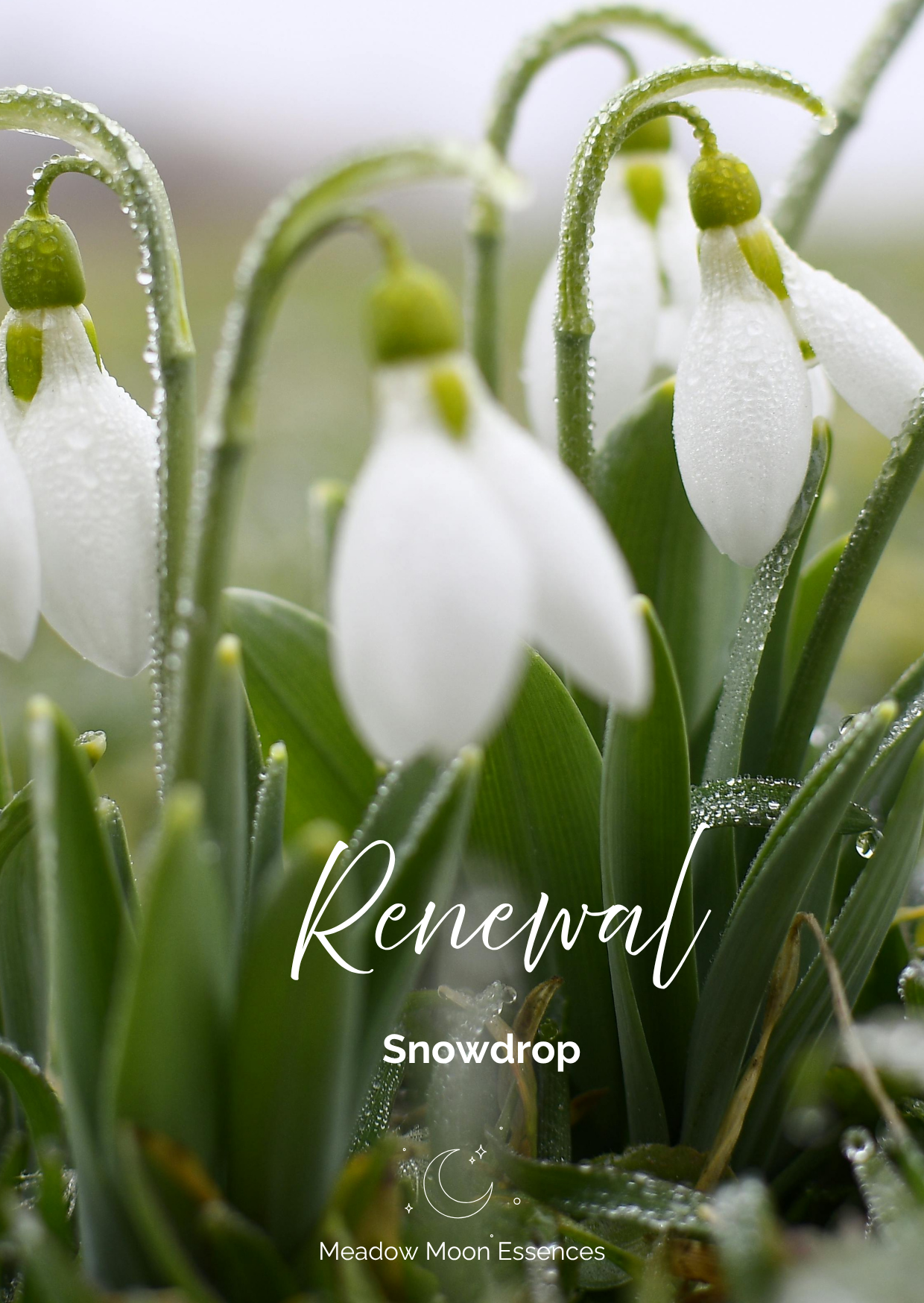 Snow drop card.png