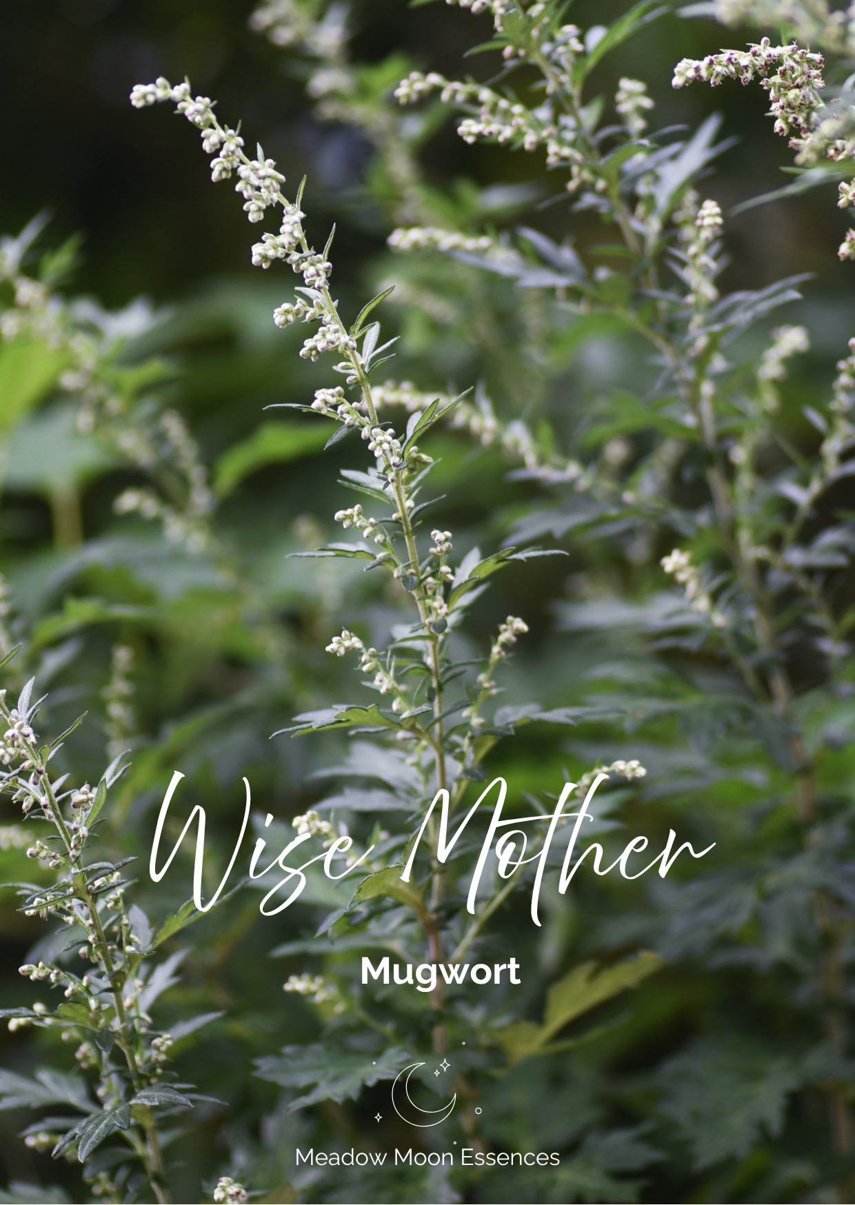 Mugwort card.png