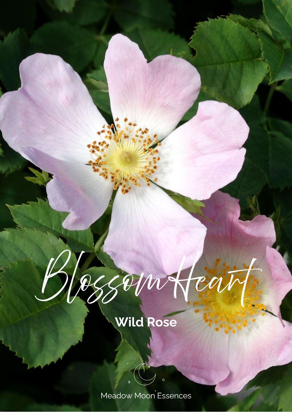 Blossom Heart card.png