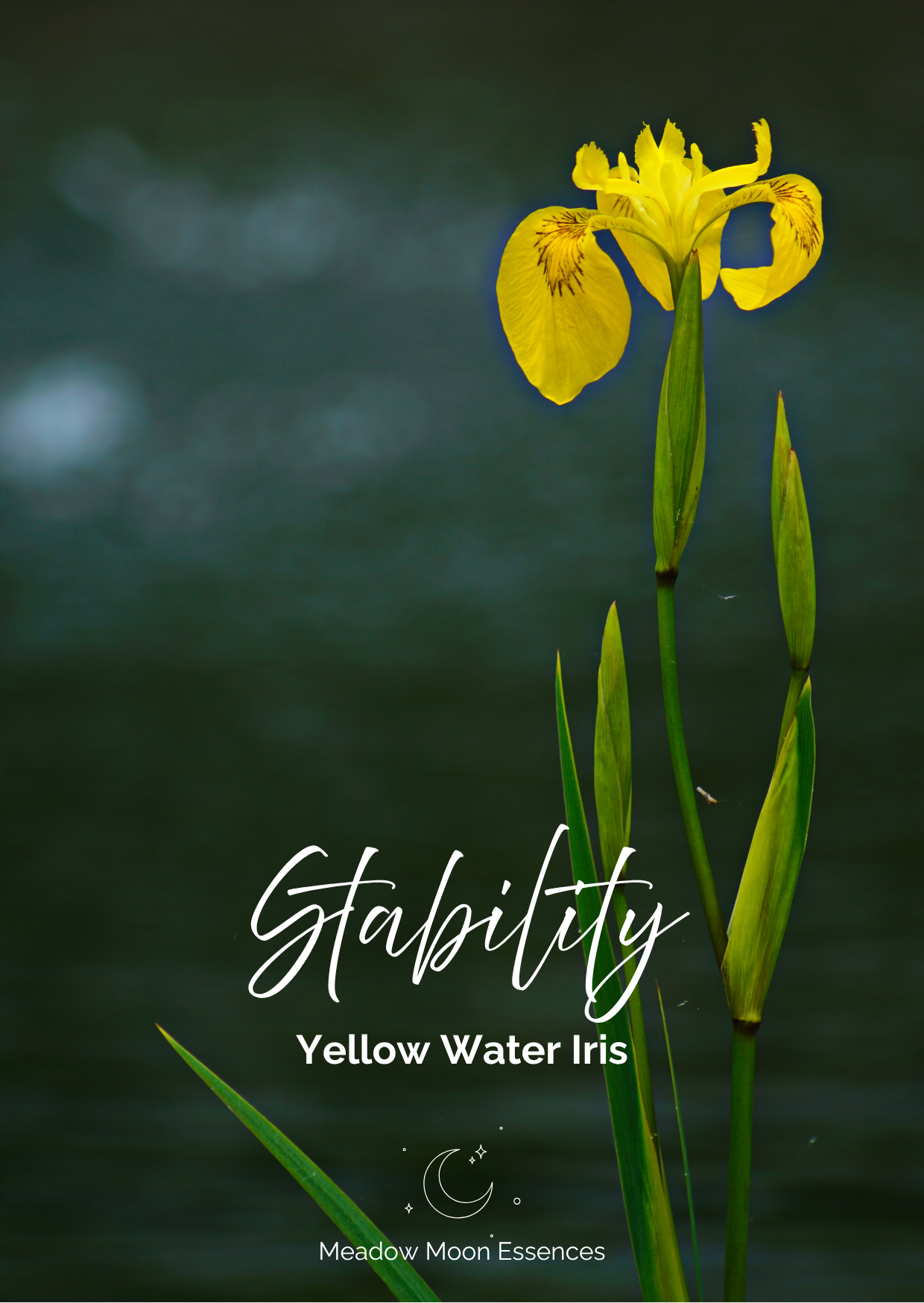 Yellow Water Iris.png
