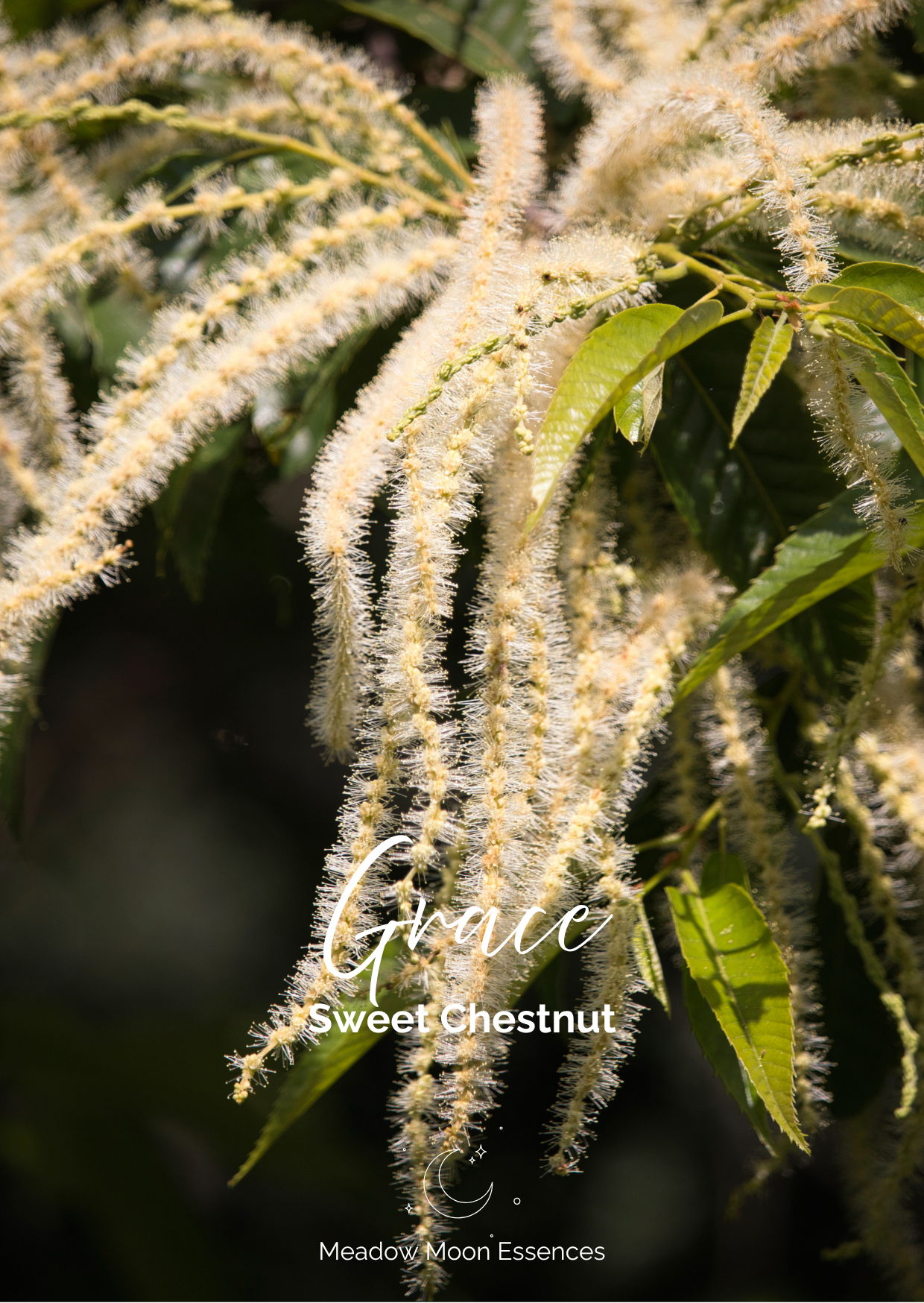 Sweet Chestnut card.png