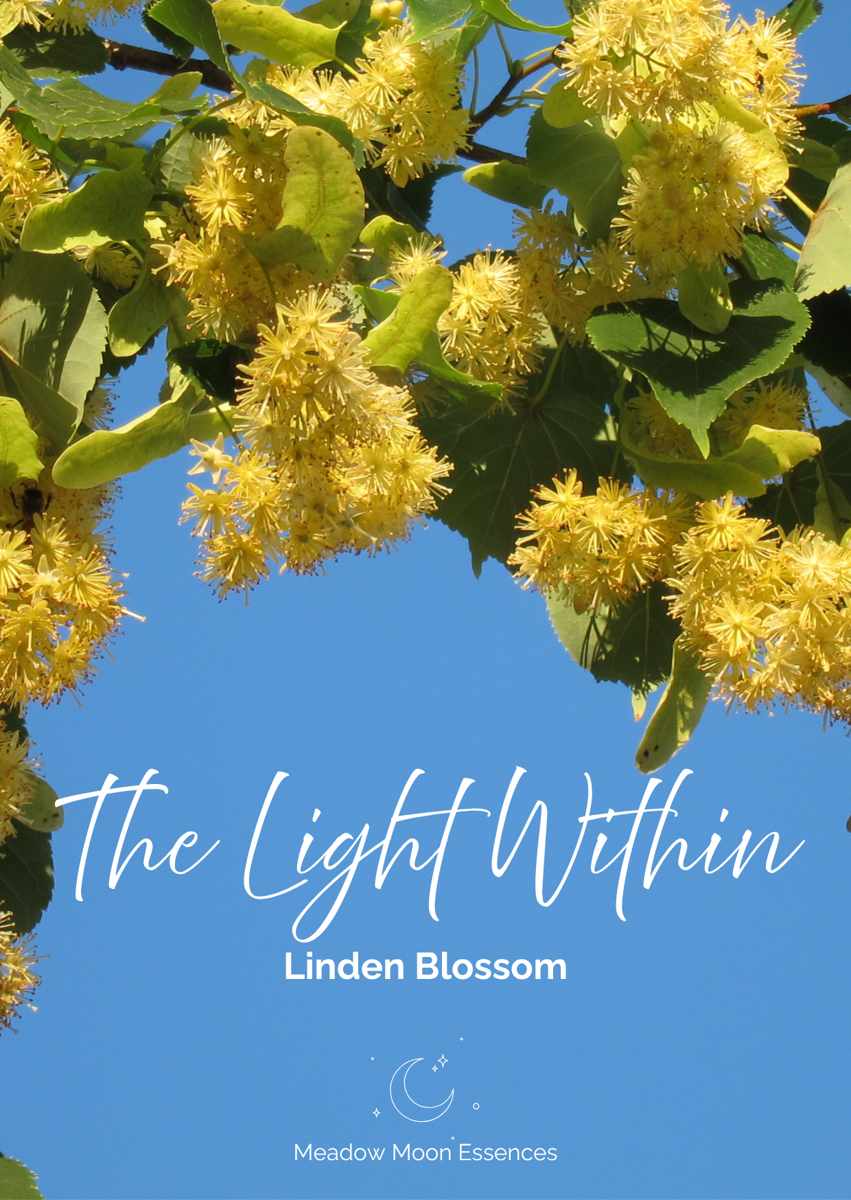 Linden card.png