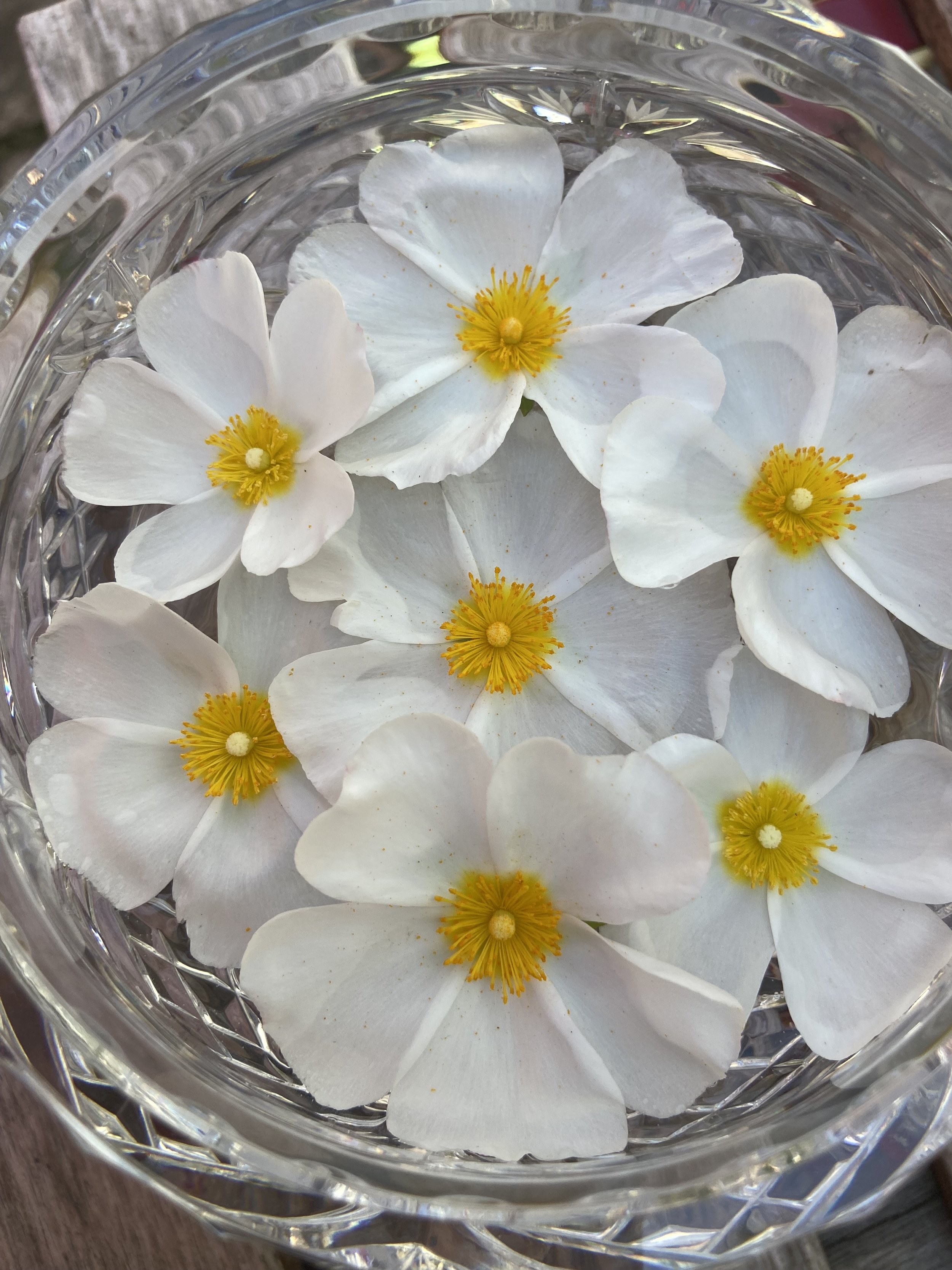Fearless | White Rock Rose.jpeg