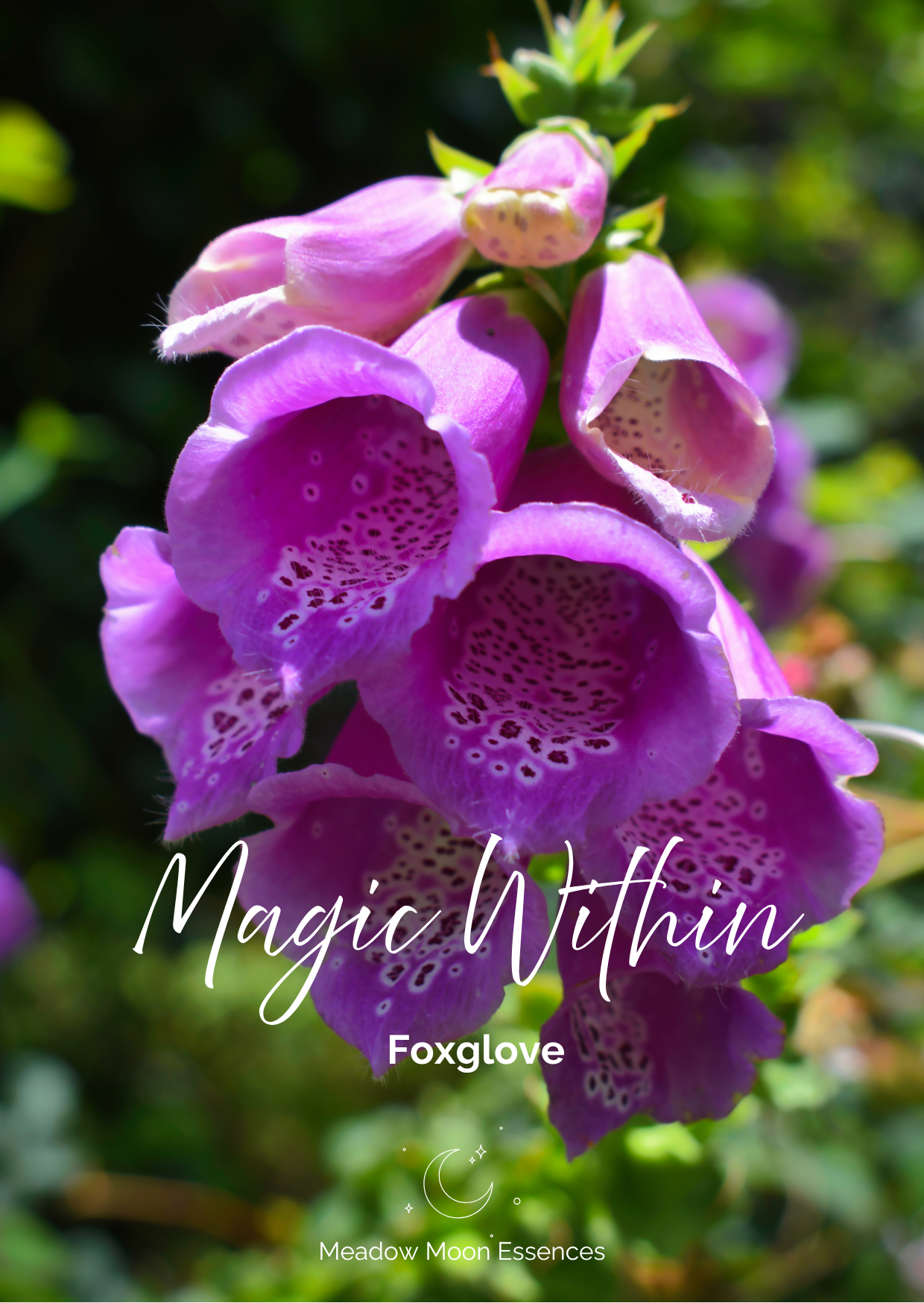Fox Glove card.png