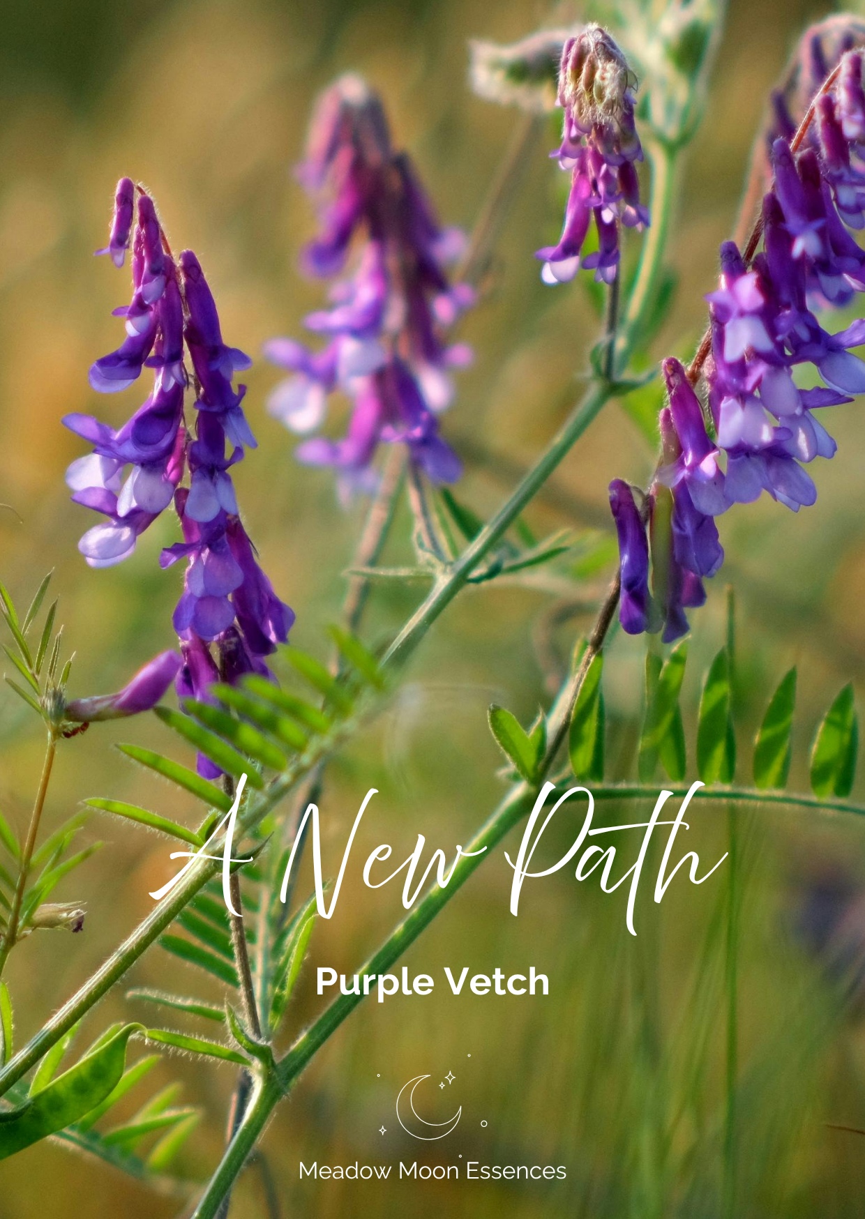 Purple Vetch card.png