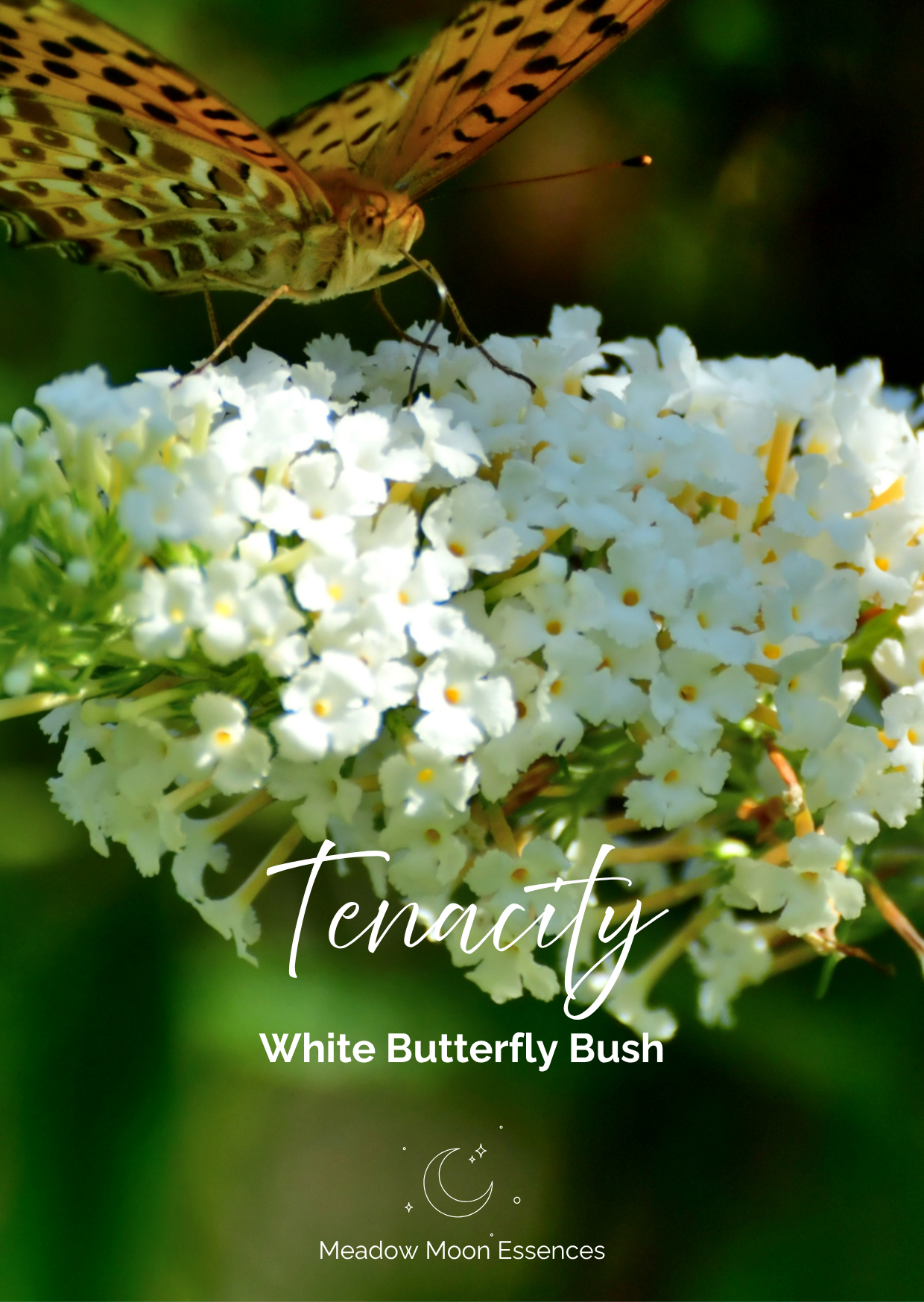 Butterfly Bush card.png