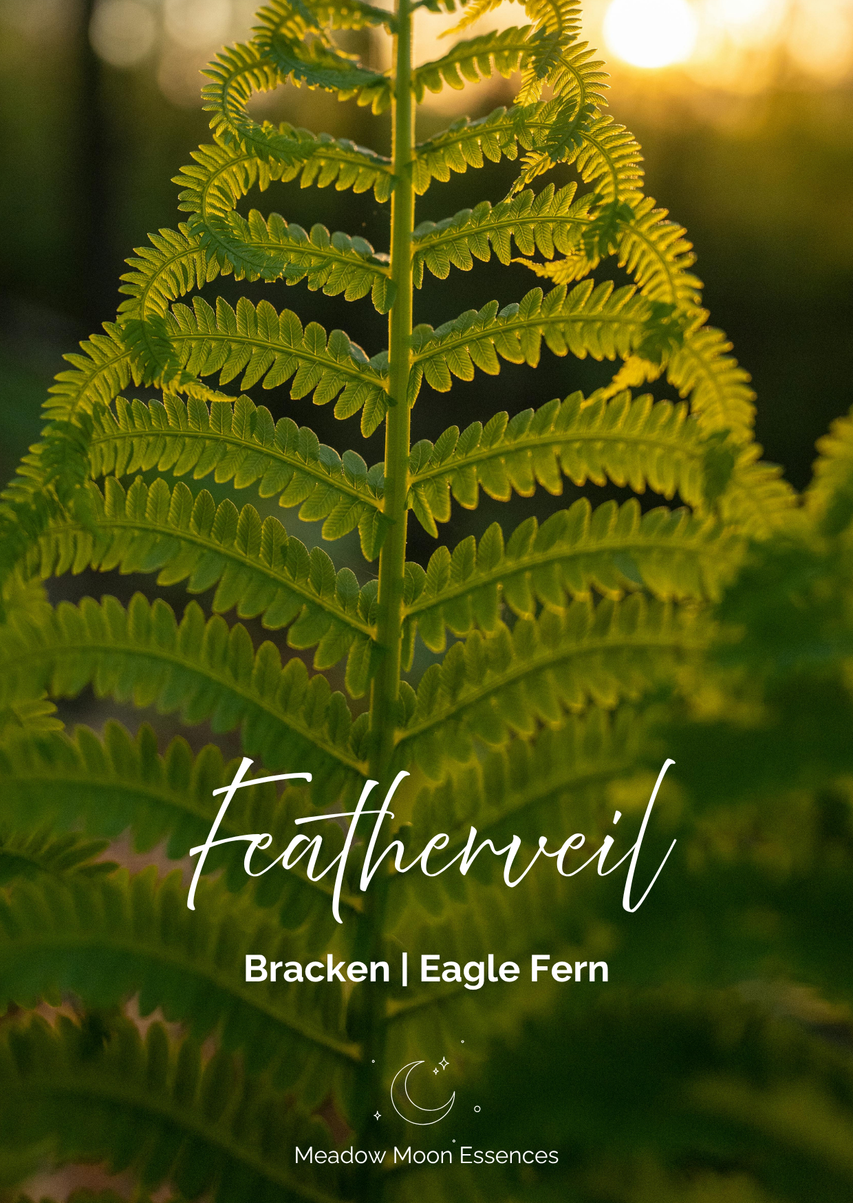 Featherveil card.png