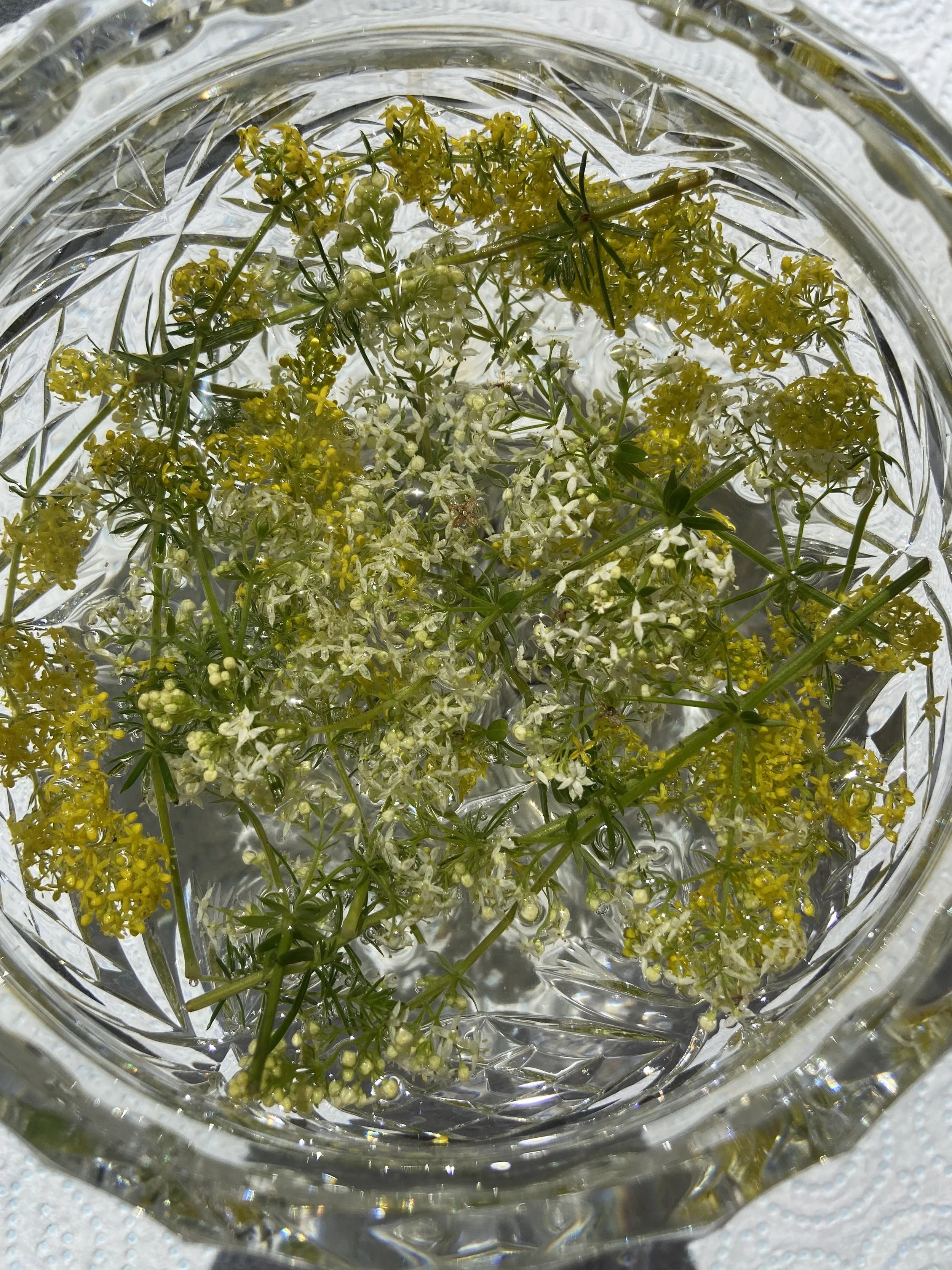 Traqulity | Ladies & Heath Bedstraw.jpeg