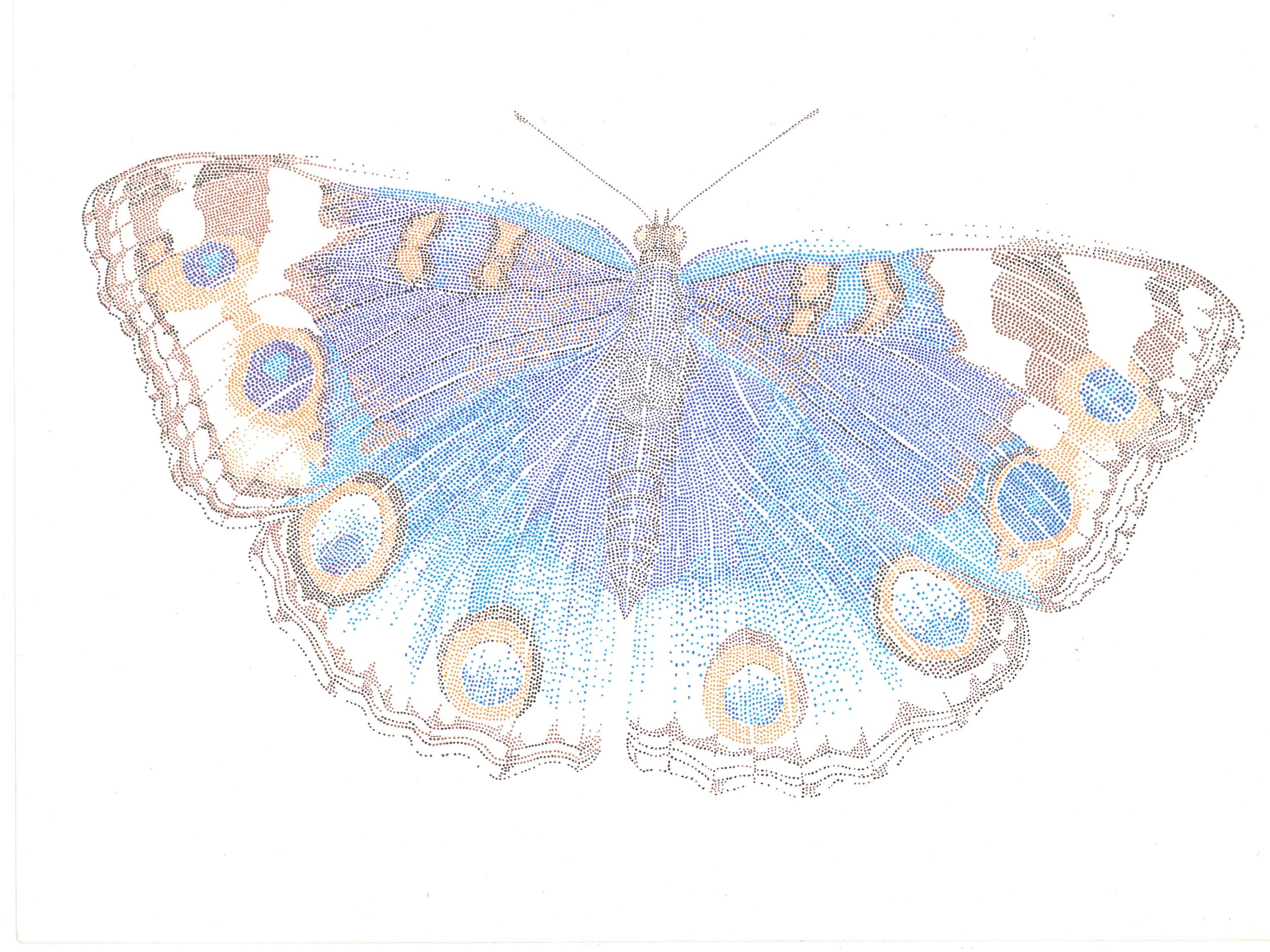 Buckeye Butterfly in Pointillism (Print)