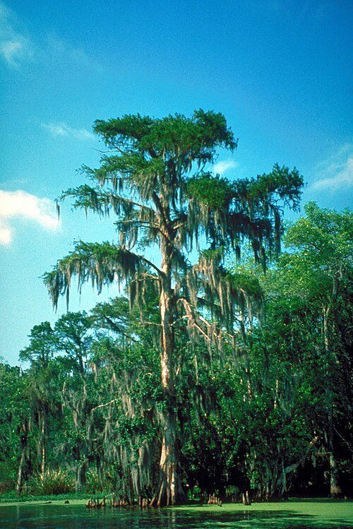 Cypress trees in Louisiana’s Atchafalaya Basin