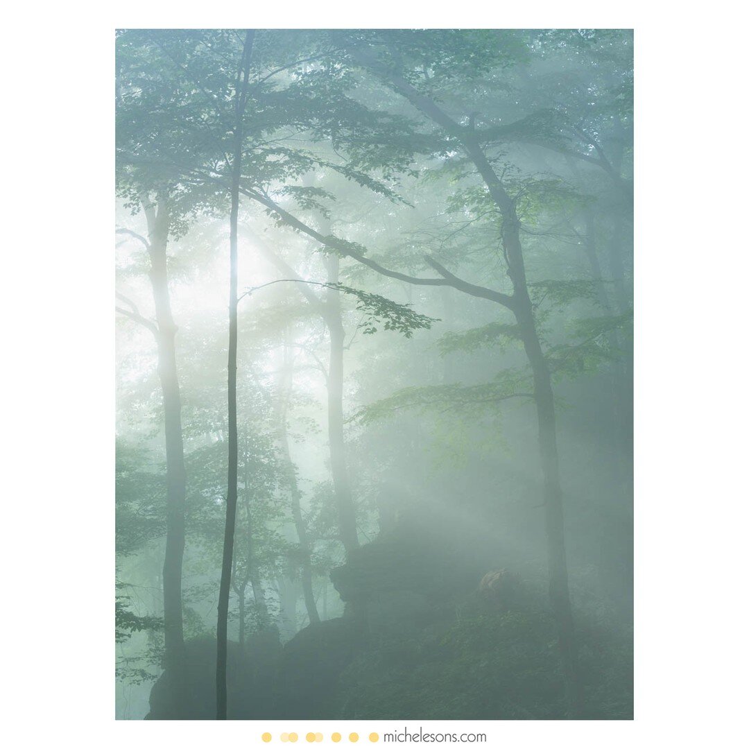 ✨ Tonight I'm presenting The Art of Fog at Nic Stover's online Speaker Series on &quot;Discovering the Mood and Mystery in Our Images.&quot; I'm excited for this event and we have lots of folks signed up. ✨

You can watch this presentation live, watc