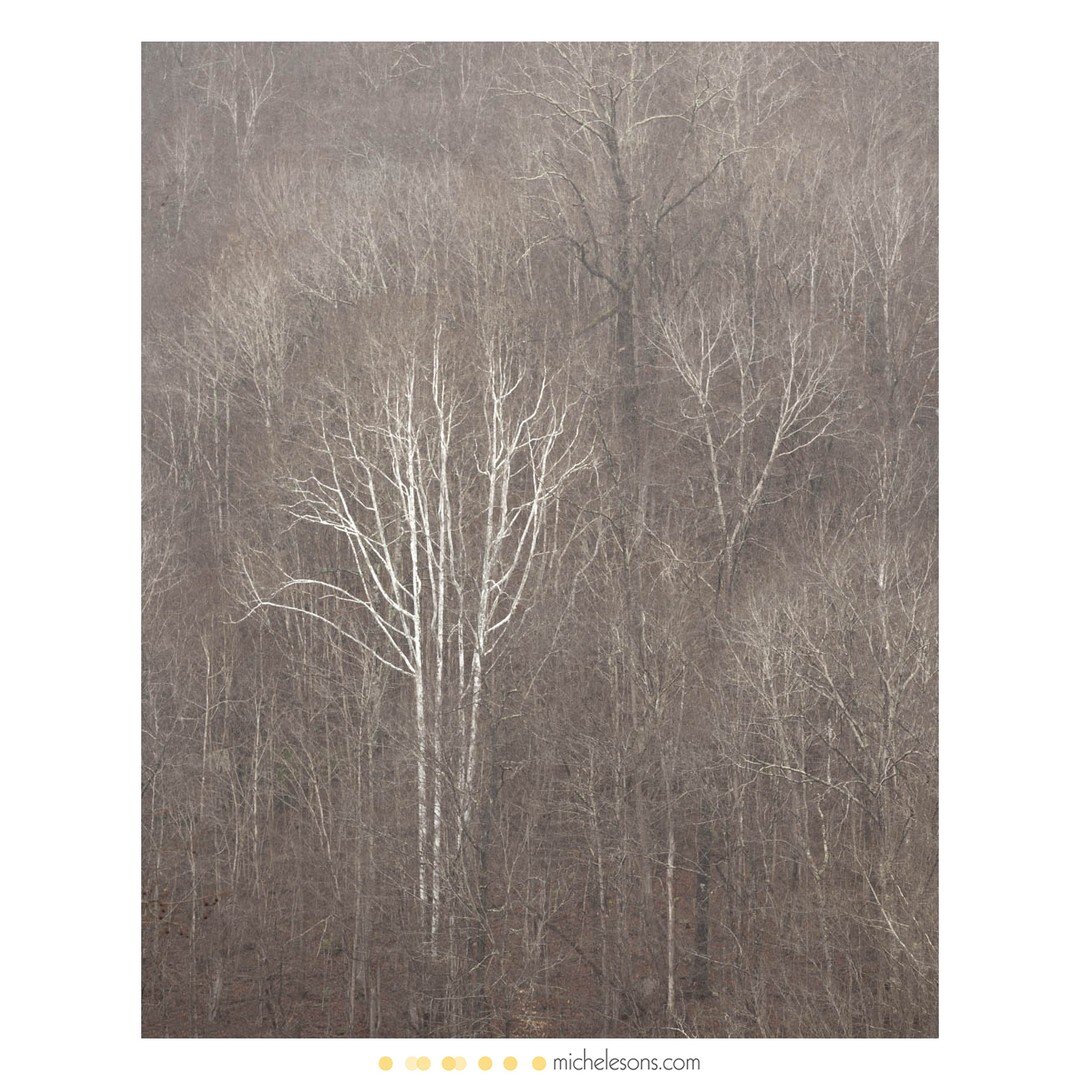 :ghosts of the gorge: I made this image in the depths of &quot;stick season&quot; in Appalachia - a sometimes uninspiring time when the mountains are drab and brown and the light tends to be flat and uninteresting. I was creative in residence at New 