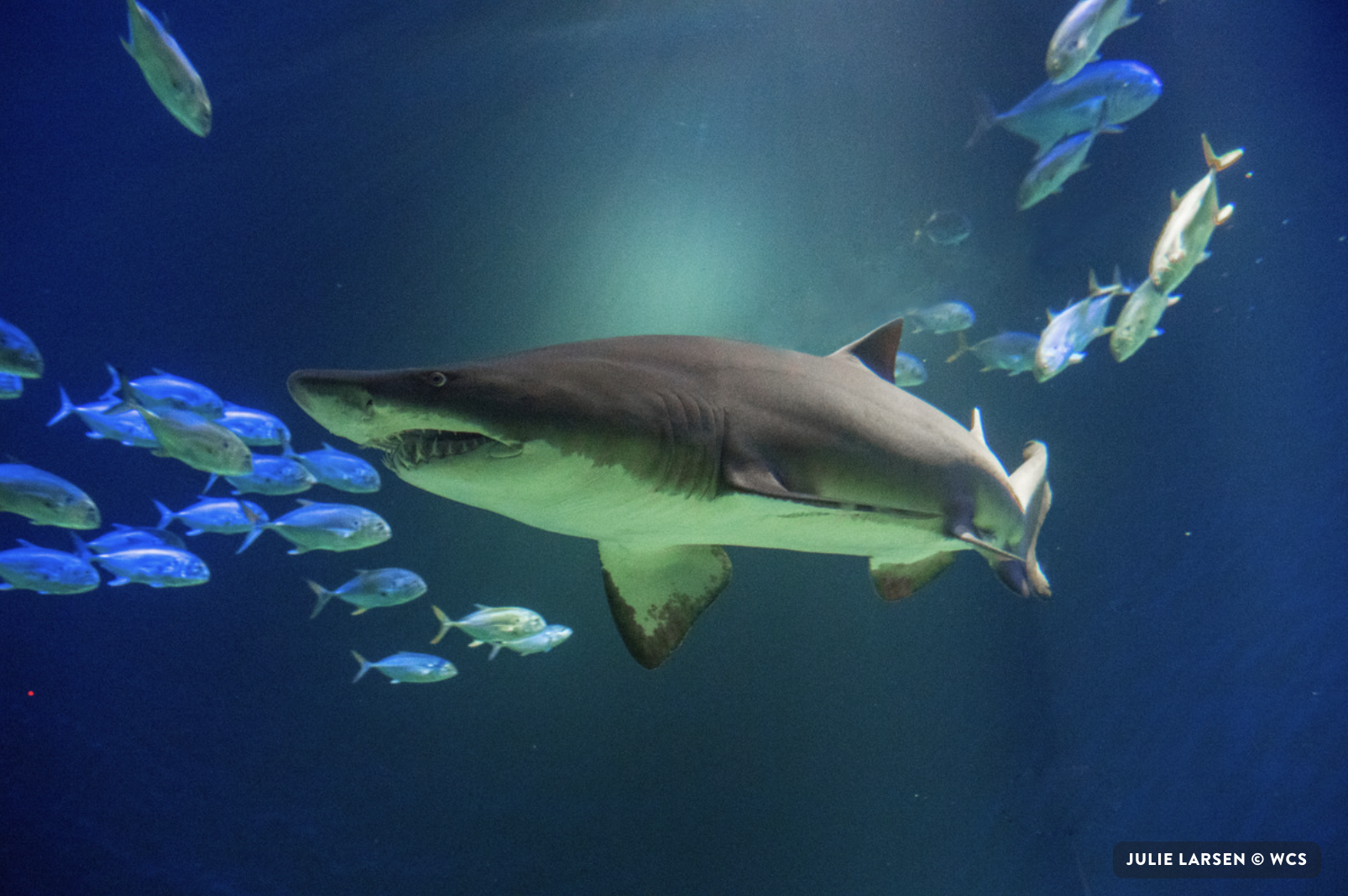 In person in NYC: Wildlife Conservation Society, Urban Ecology in New York City, August 17-22, 2026, at the NY Aquarium and offsite