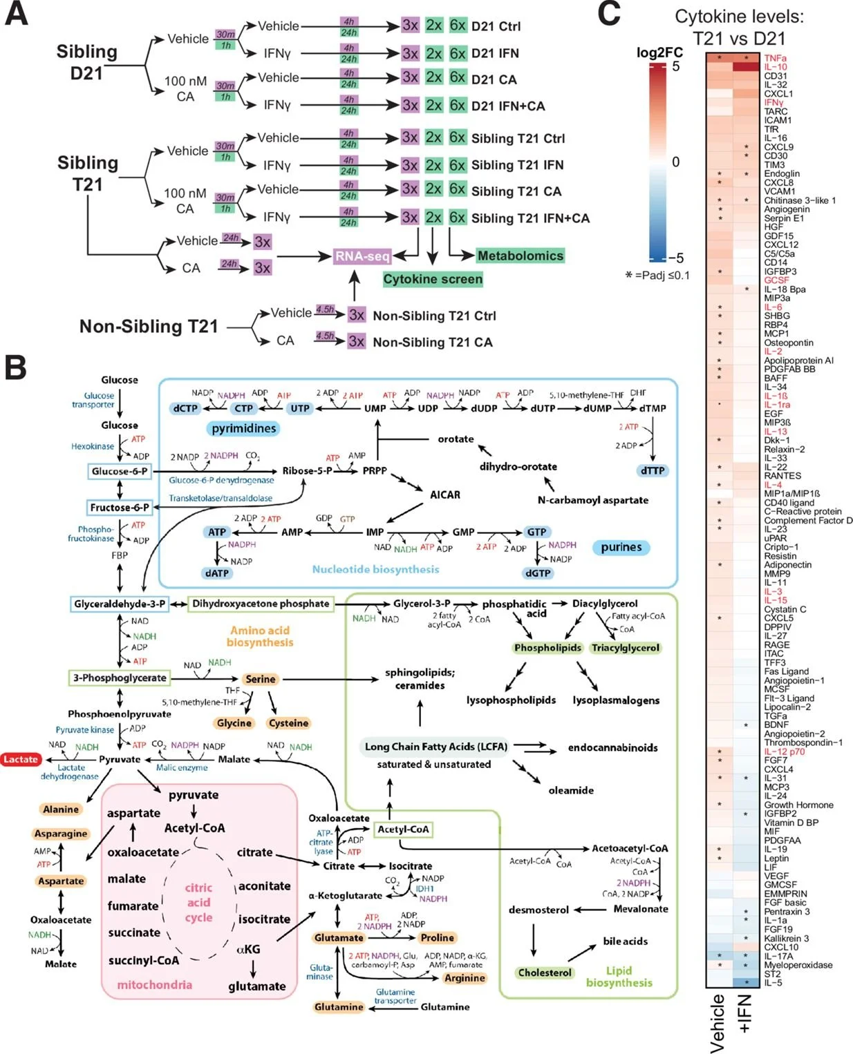 Mediator kinase inhibition suppresses hyperactive interferon signaling in Down syndrome
