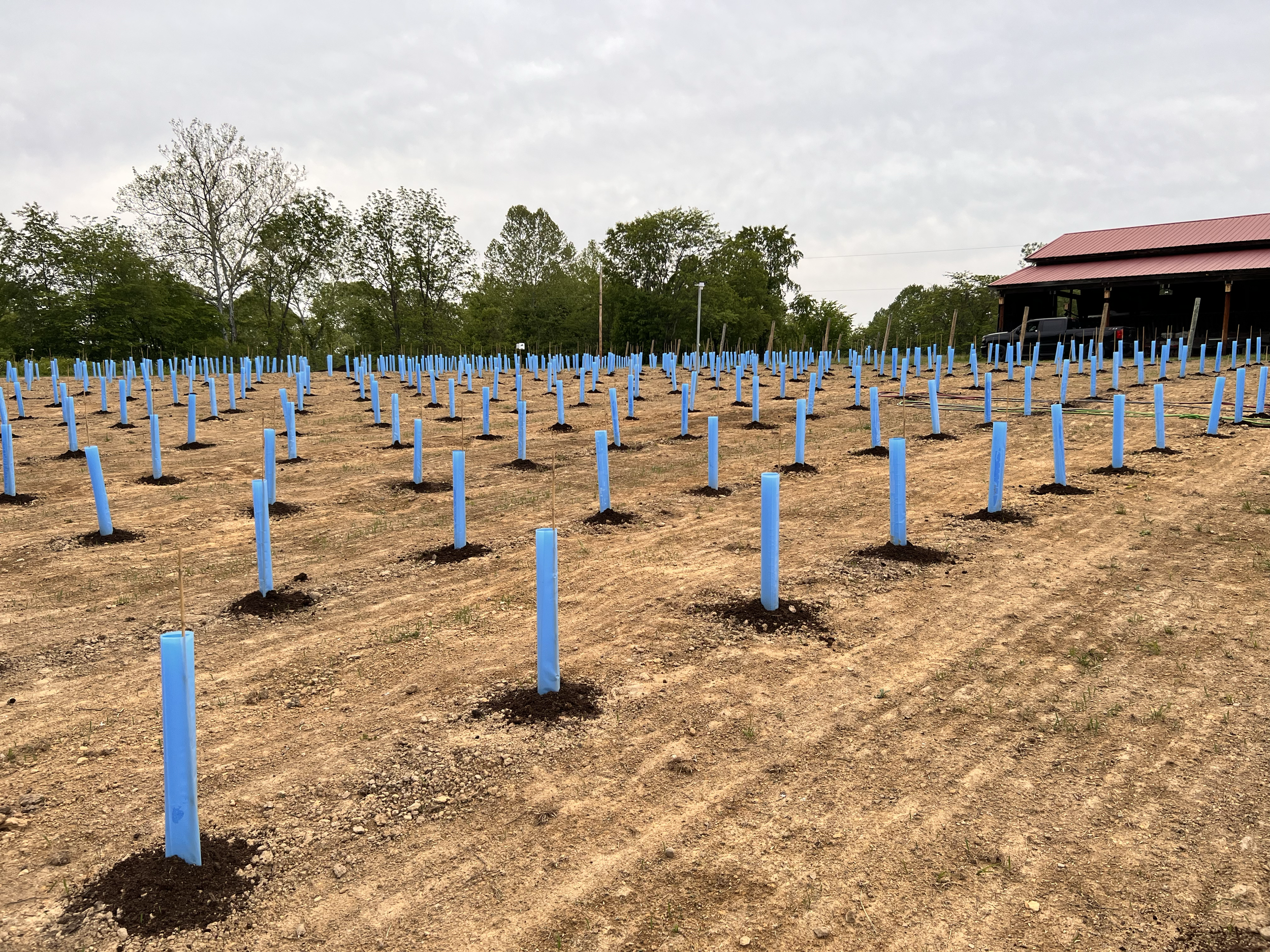 The vineyard when it was one day old. The dark piles are mushroom compost