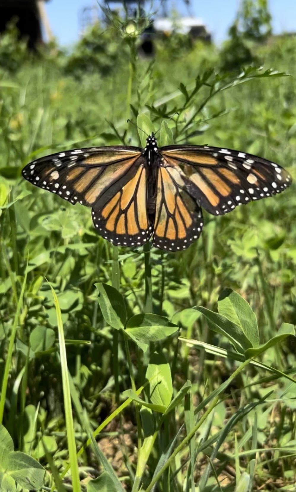 We are an official monarch way station!