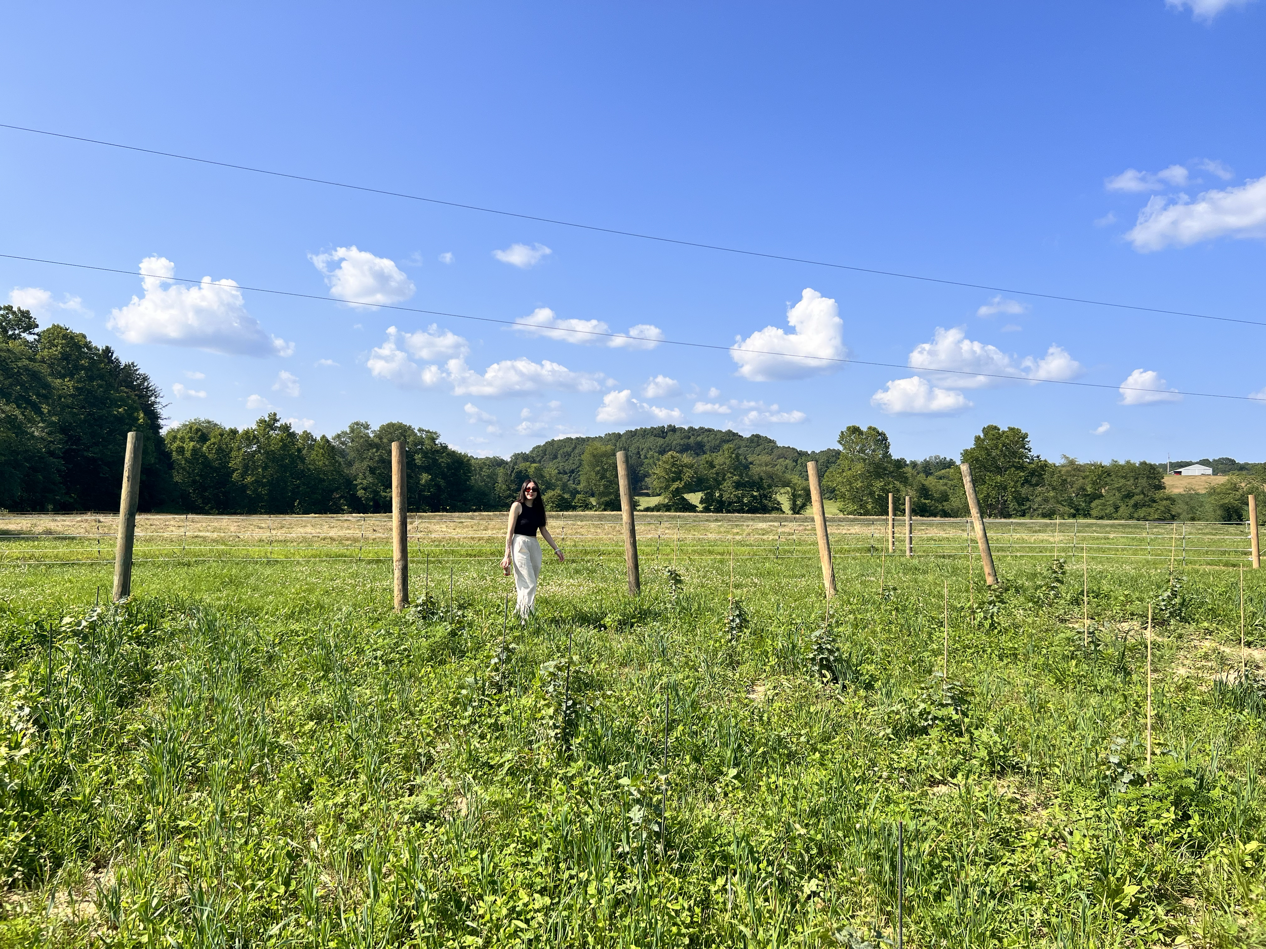 Just strolling through the wild August vineyard