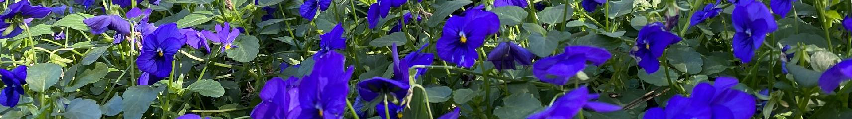 A close-up of a garden filled with purple pansy flowers and green leaves.