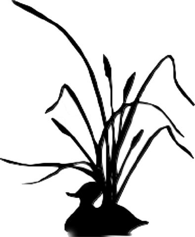 Silhouette of a flower with large leaves and long stems against a black background.