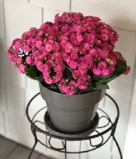 Pink flowering plant in a gray pot on a black metal stand.