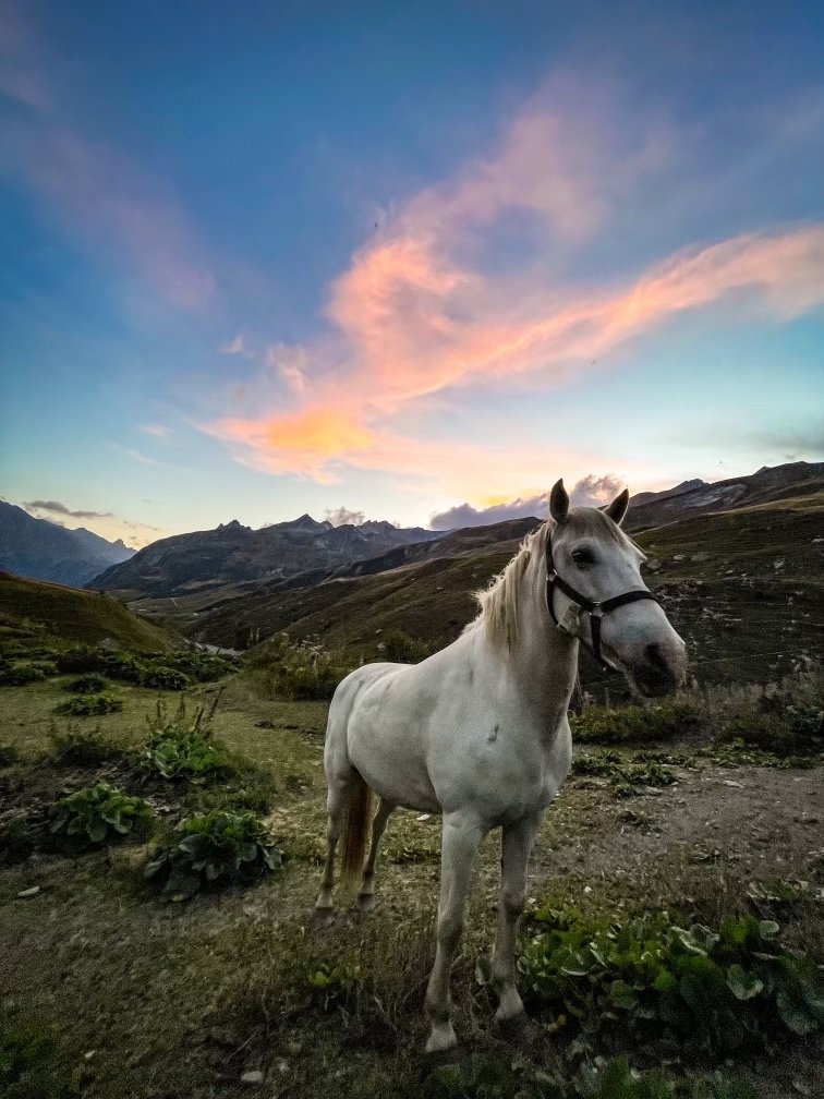 Sunset Horse.jpg