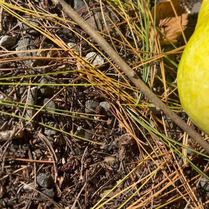 its pear season for a reason. pears are a lung tonic. fall is in full swing, and with it all the respiratory ailments, sinus congestion, and even constipation (it is congestion after all) are starting to show up in clinic. 

the lungs are our most vu