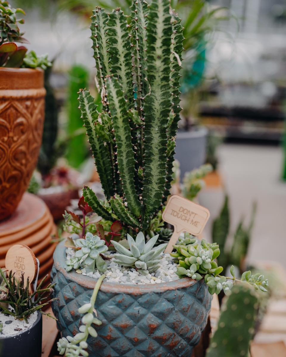 Beauty &bull; Coffee &bull; Comfort
Escape the blustery Sunday outside INSIDE the shops of Down to Earth! 

#thingstodoineauclaire #visiteauclaire #eauclaire #dte_gardenshop #houseplants #downtoearth_gardencenter #fiveandtwocafeandlocalmarket #suppor