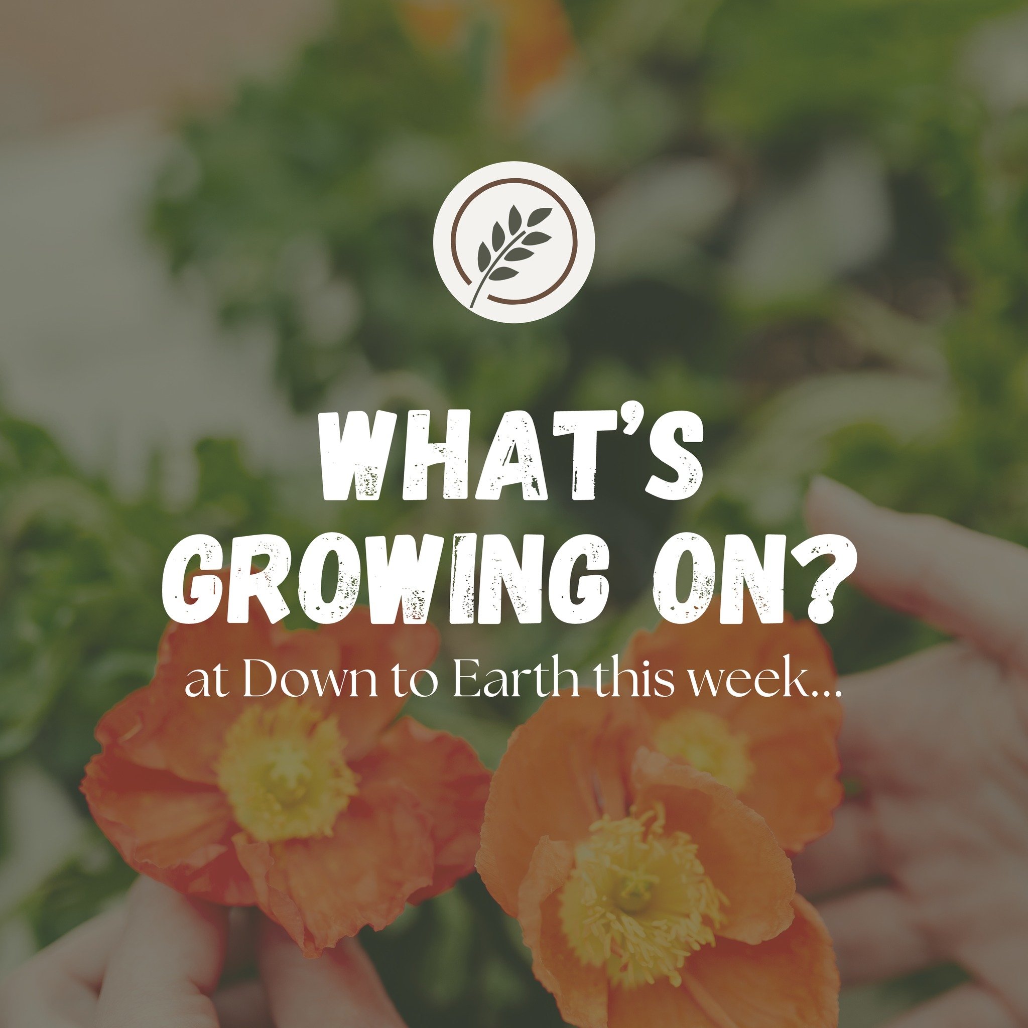 Mark your Calendars!! Here's what's happening at Down to Earth this week!! 

Join us this weekend for our Spring Spectacular Open House!! 🌸☀️🌿

💚Early Summer Hours start today in the Garden Center!
🌸Bare Root Peony Sale - May 4th &amp; 5th!
🌼Ear