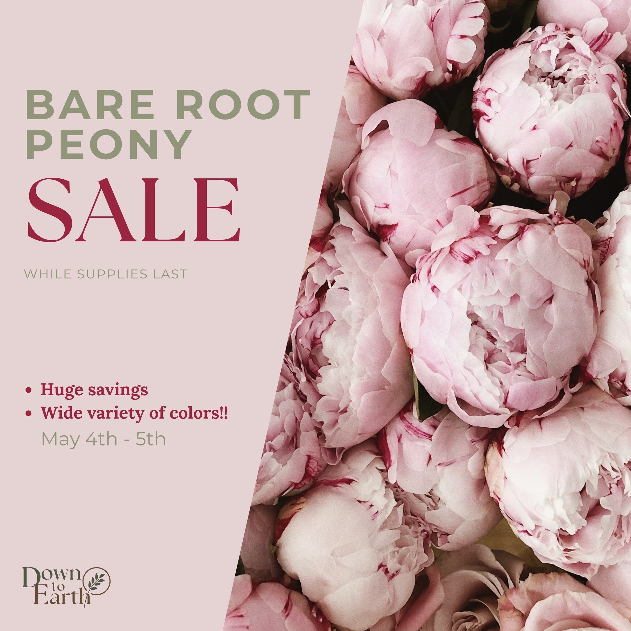 HUGE PEONY SALE THIS WEEKEND!! 😍

Bare Root peonies at a huge savings - wide variety of colors!

Planting bare root peonies allows the for rapid root growth and less transplant shock - and it saves you big money! 

*while supplies last

#downtoearth
