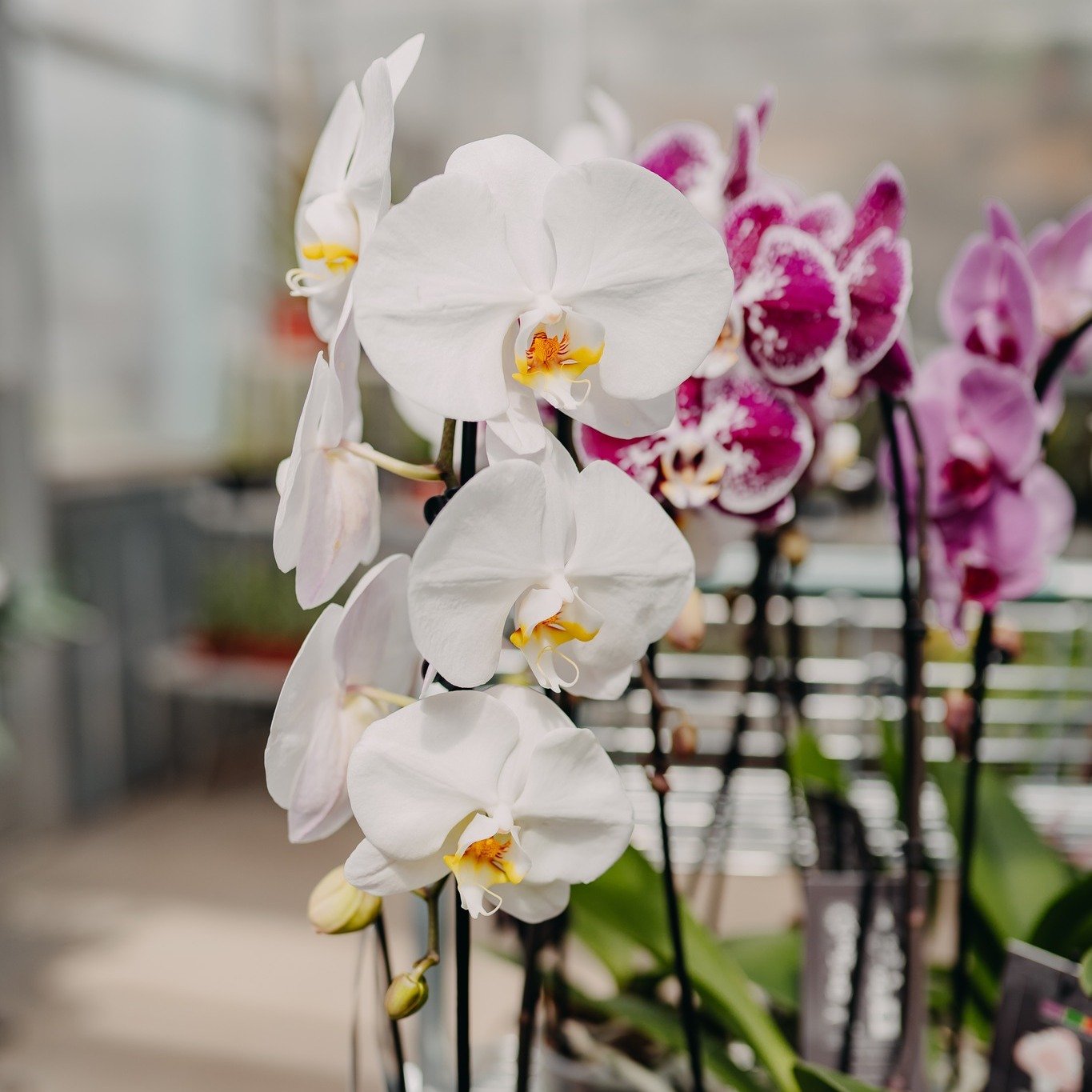 Look at these beauties! Orchids make a great Mother's Day Gift! 😍

#orchids #mothersday #eauclaire #gifts