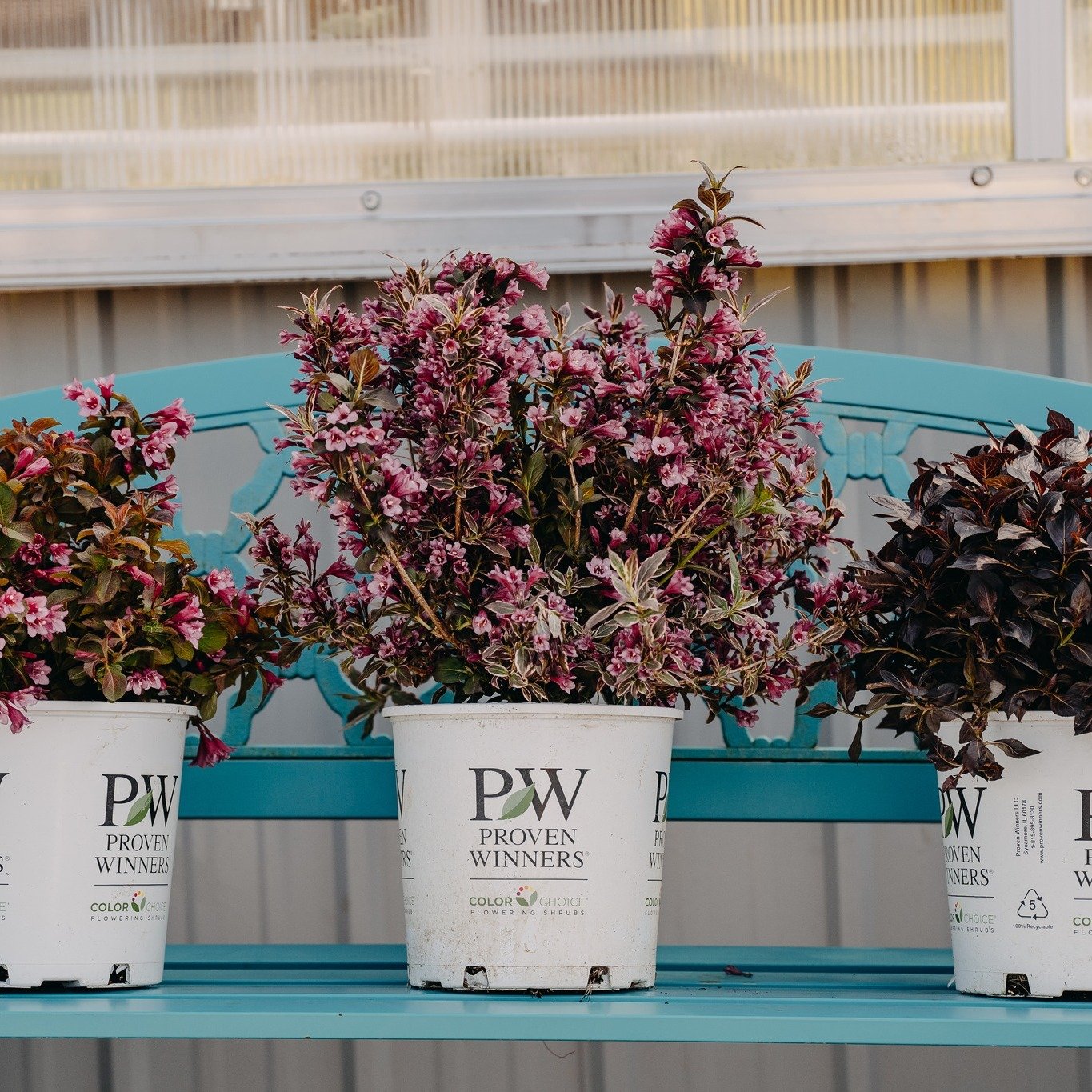 Plant Feature of the Day! ✨Weigela are beautiful deer-resistant, flowering shrubs! 😃

They are excellent for creating privacy, screening unsightly features, growing below windows and more. Plant them in full sun for the best flowers!

#wiegela #down