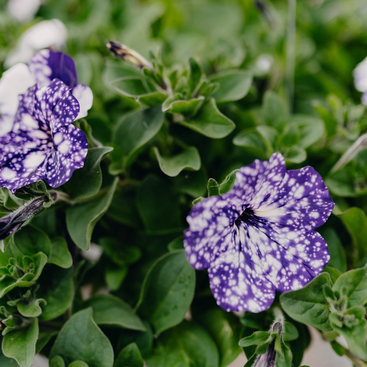 ✨Plant of the Day!✨

Speaking of showstopping&hellip; we&rsquo;d like to introduce (or re-introduce!) you to the Night Sky Petunia! A stunning option for hanging baskets or planters, you can&rsquo;t go wrong with its beautiful purple color + white sp
