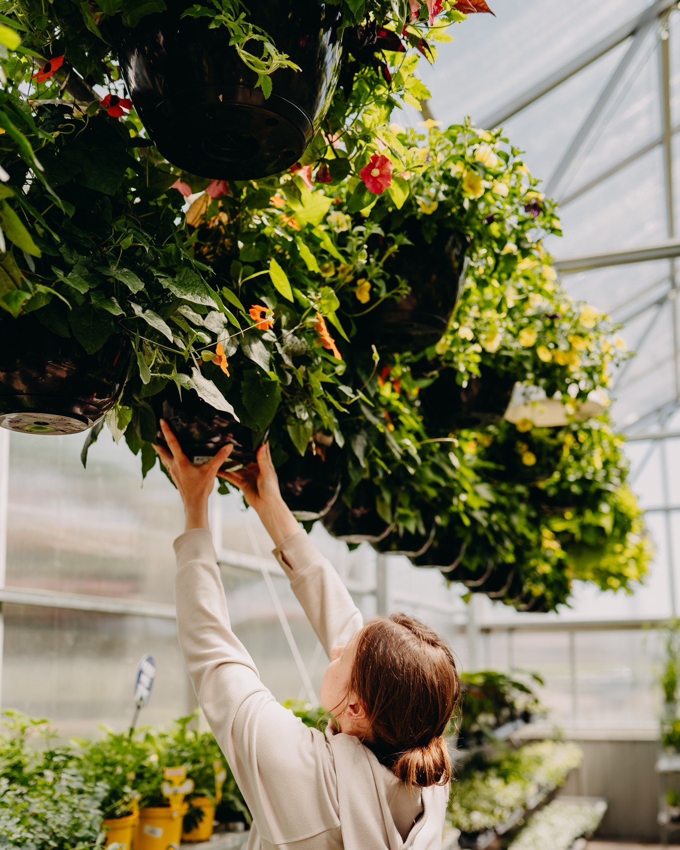 Our hanging baskets are unmatched! Perfect for adding a touch of vibrant beauty to any space. 

Each basket has been lovingly nurtured by our dedicated staff, who have spent countless hours ensuring they are healthy, lush, and ready to thrive in your