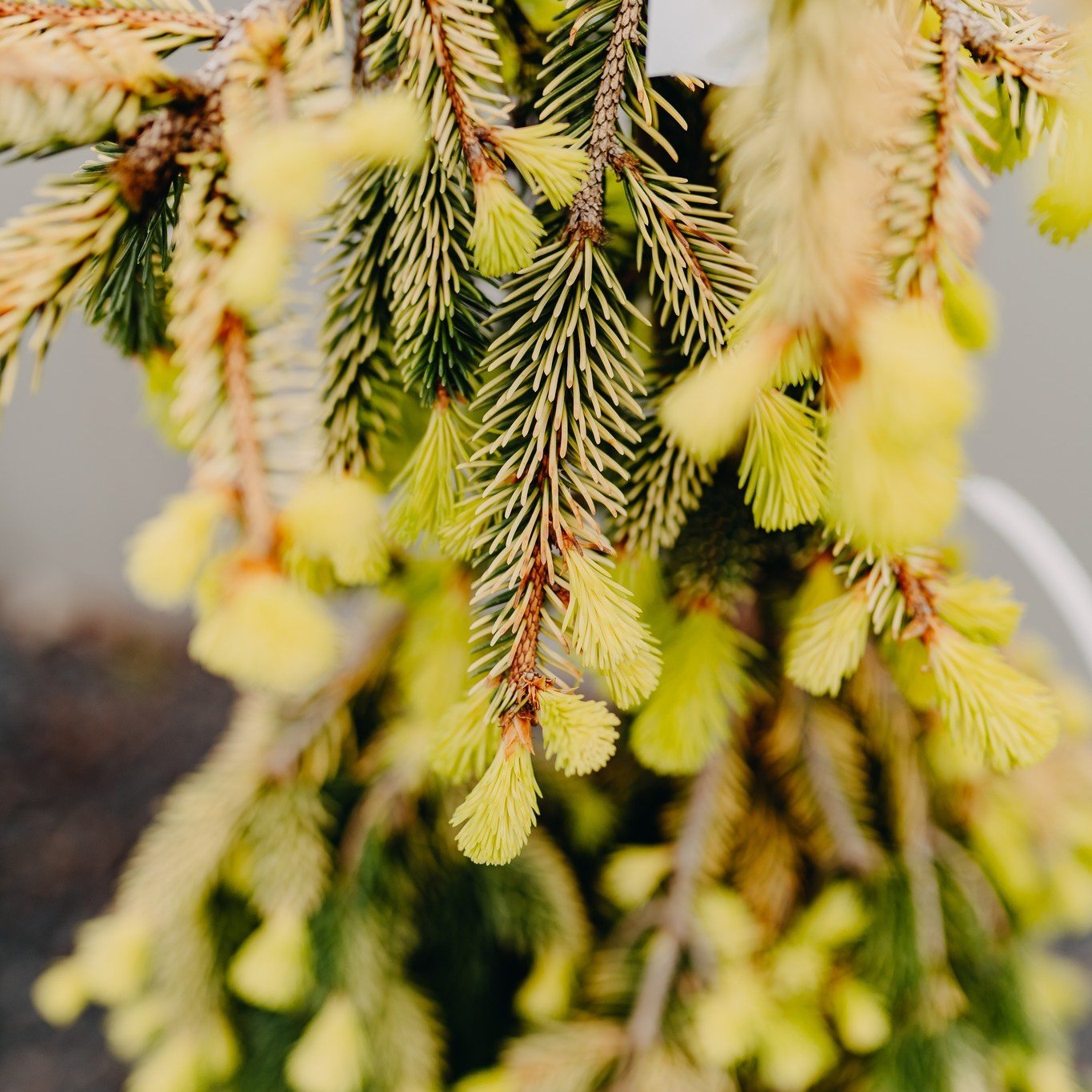 We have tons of NEW Evergreen shrubs + trees!!😍

Stop in tomorrow and check out the fun &amp; funky varieties we have! You can see some of them have new growth and it's so cool to see in person!

#downtoearth #eauclaire #evergreenshrubs #trees #new 