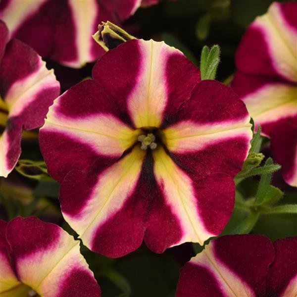 Petunia Slingshot Lemonberry