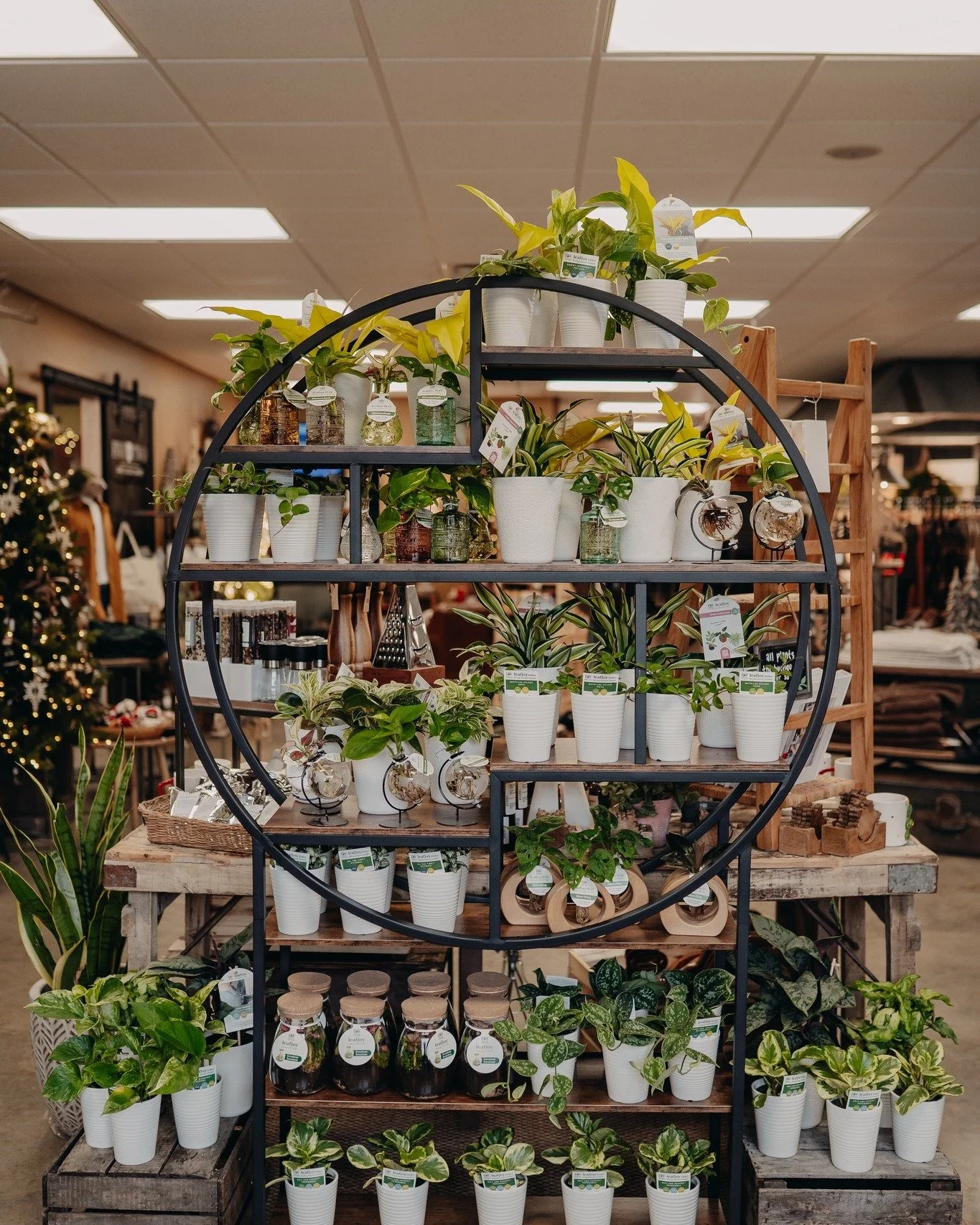 Lots of new lately! Check out the new collection of plants we have now our Local Market!๐ฟ Perfect for gifting this holiday season๐
#downtoearthgardencenter #fiveandtwocafe #localmarket #leafjoy