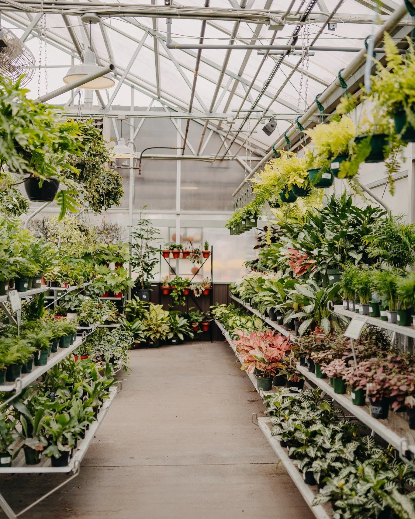 ๐ฟEscape to the Greenhouse
Step inside and let the world slow down. The warmth, the greenery, the peaceful air—it’s the perfect afternoon getaway. Whether you're browsing plants, sipping from the café, or just soaking in the calm,