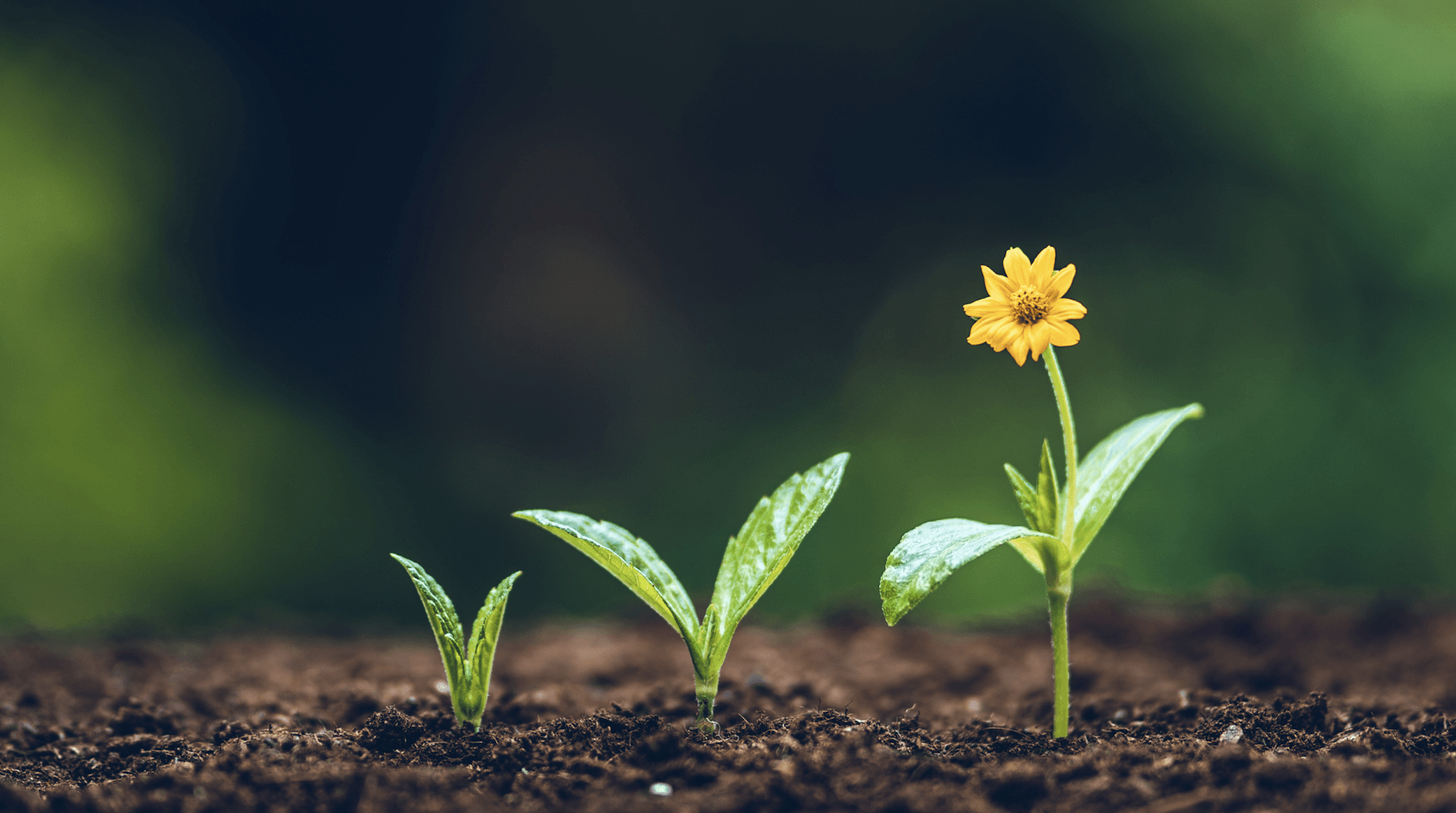 Start Before It’s Hard: Why Therapy Isn’t Just for the Tough Times