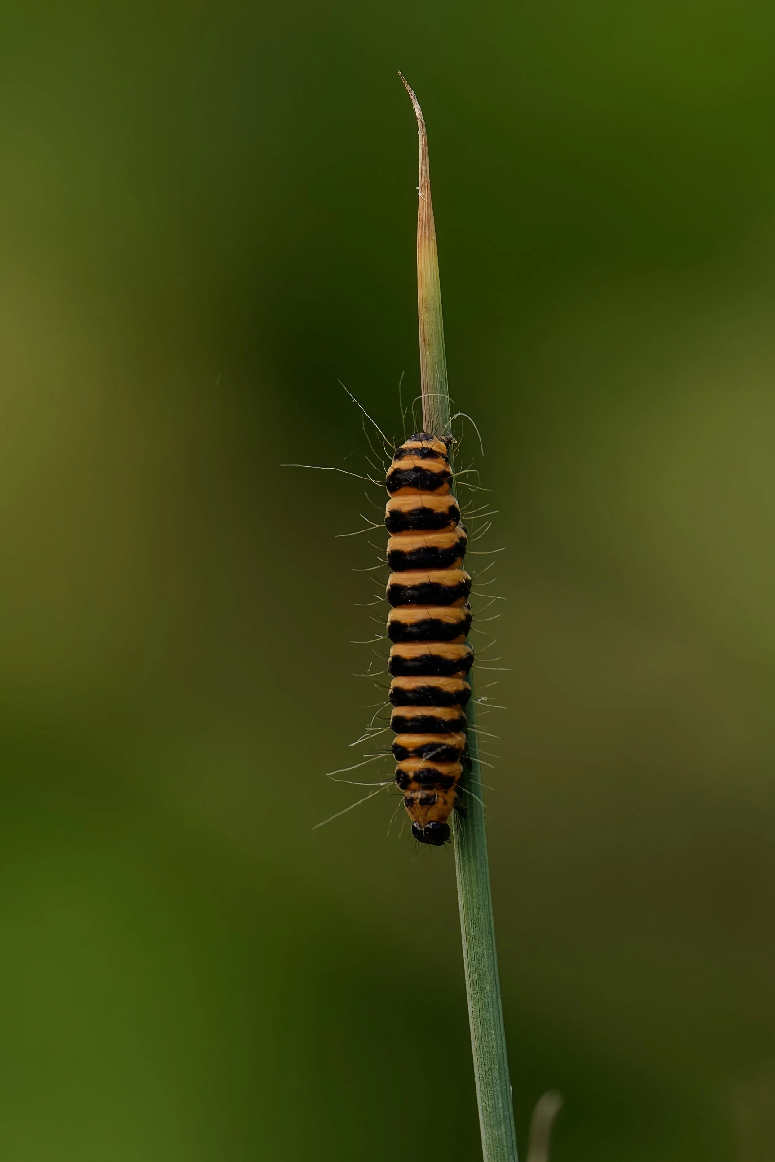 Cinnabar Moth
