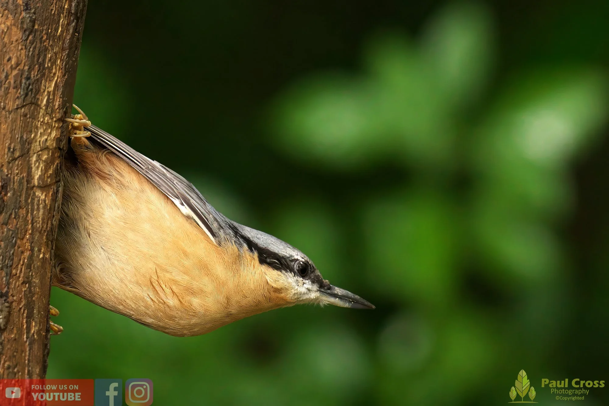 Nuthatch-00128.jpg