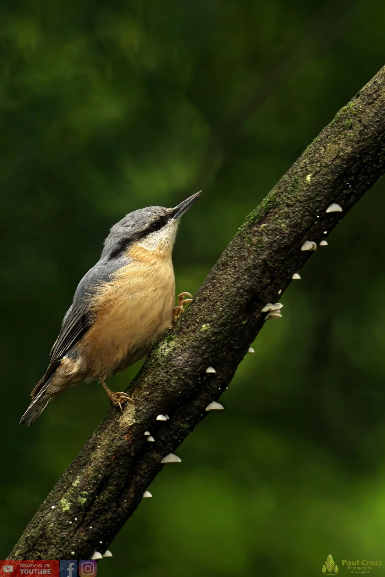 Nuthatch-00144.jpg