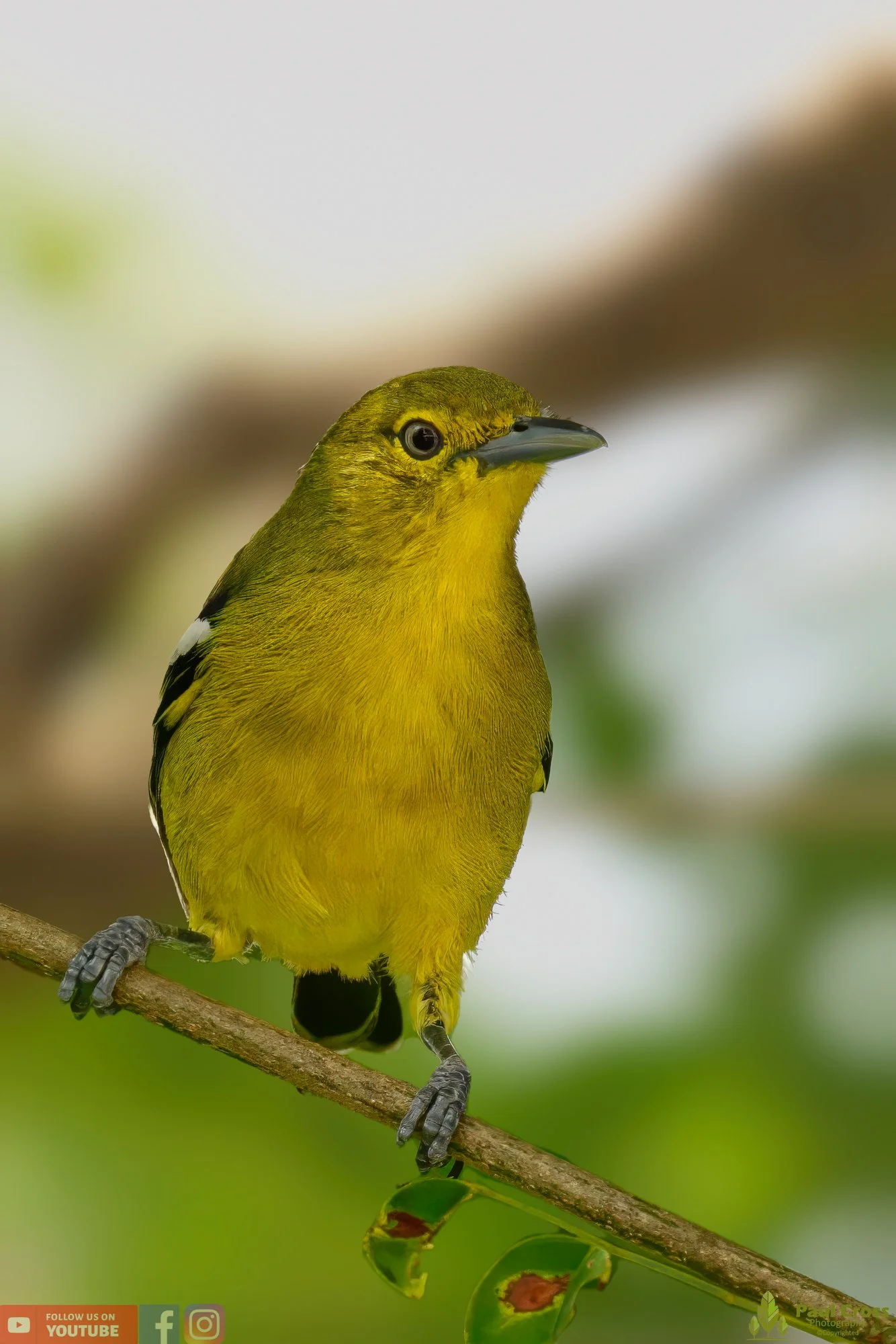 Common Iora-00015.jpg