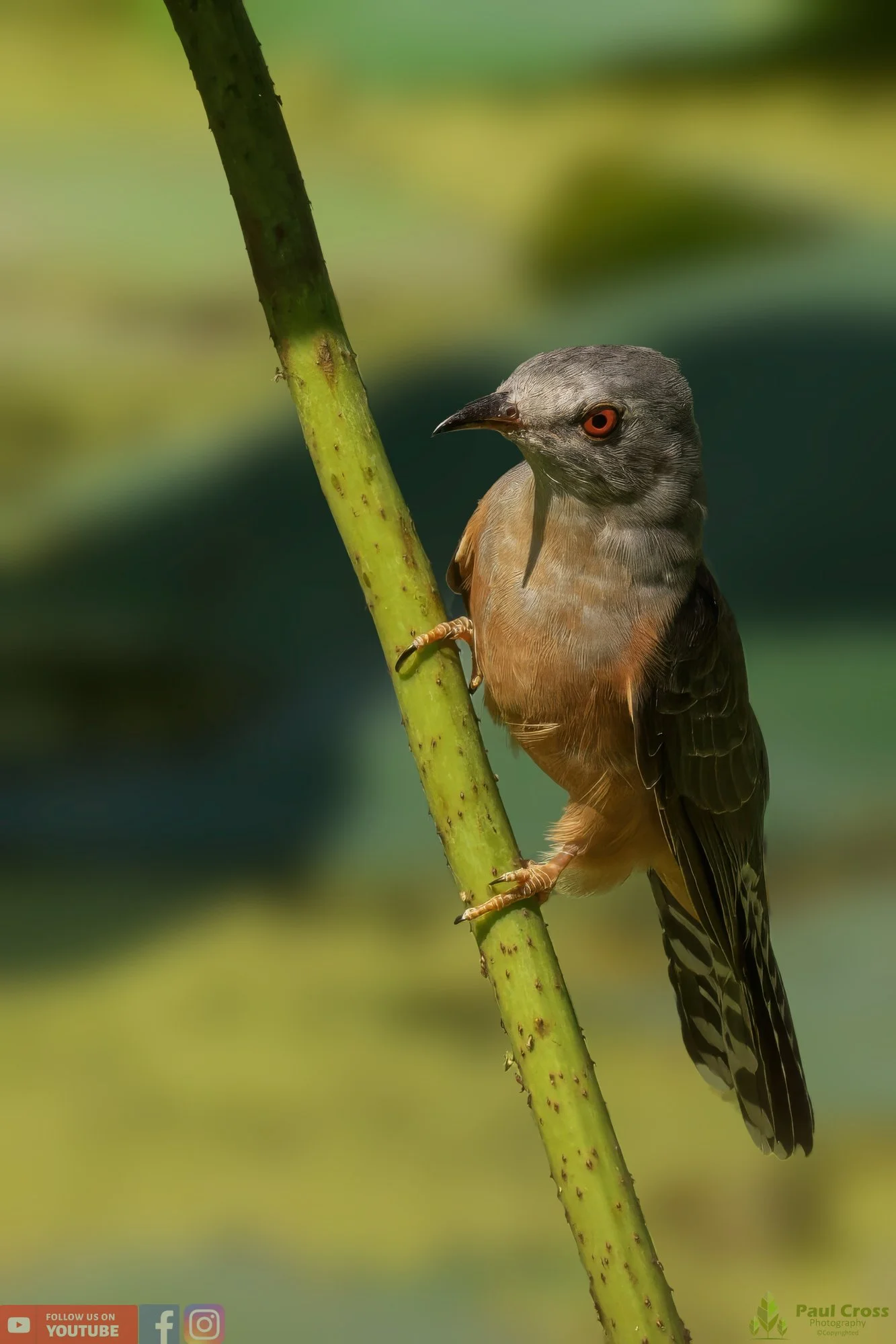 Plaintive Cuckoo-00053.jpg