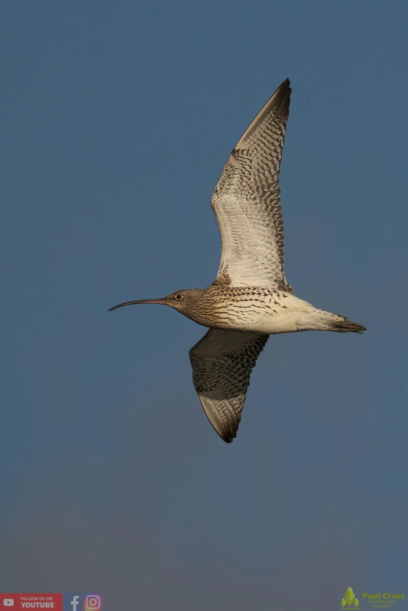 Curlew-00174.jpg