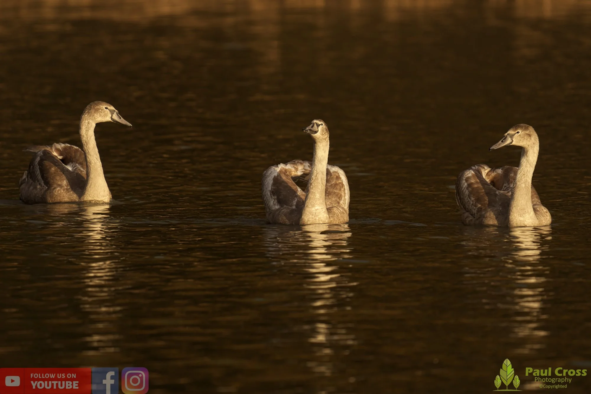 Mute Swan-00204.jpg
