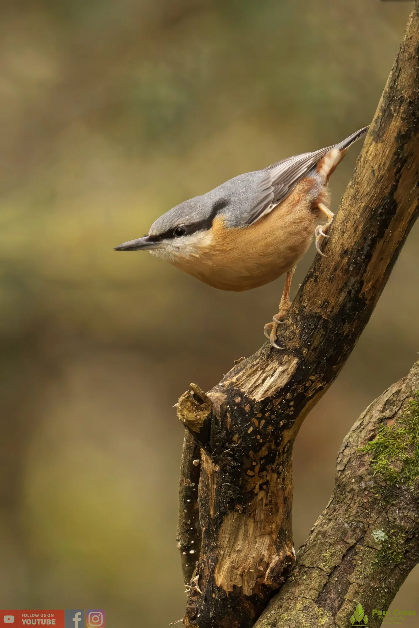 Nuthatch-00156.jpg