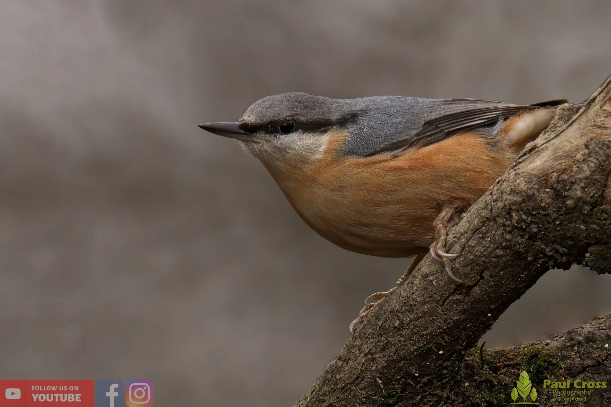 Nuthatch-00184.jpg