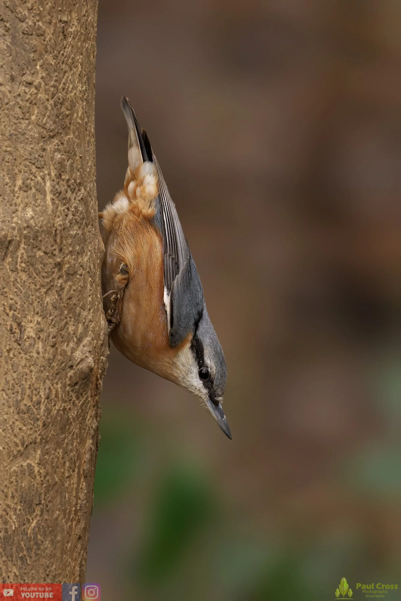 Nuthatch-00195.jpg