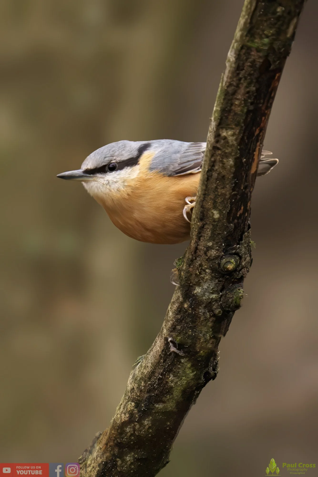 Nuthatch-00200.jpg