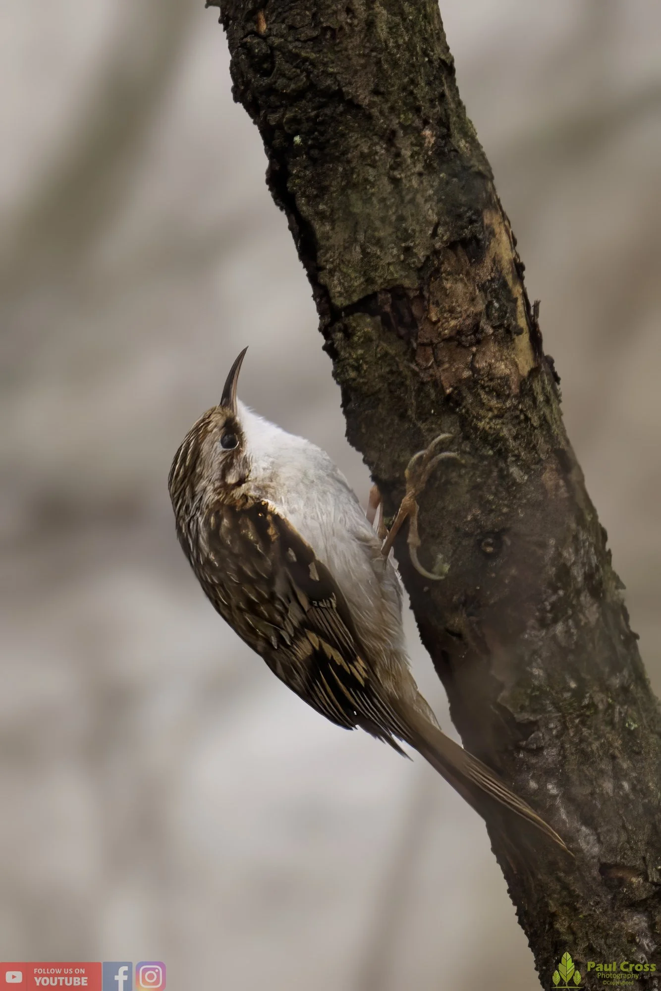Treecreeper-00050.jpg